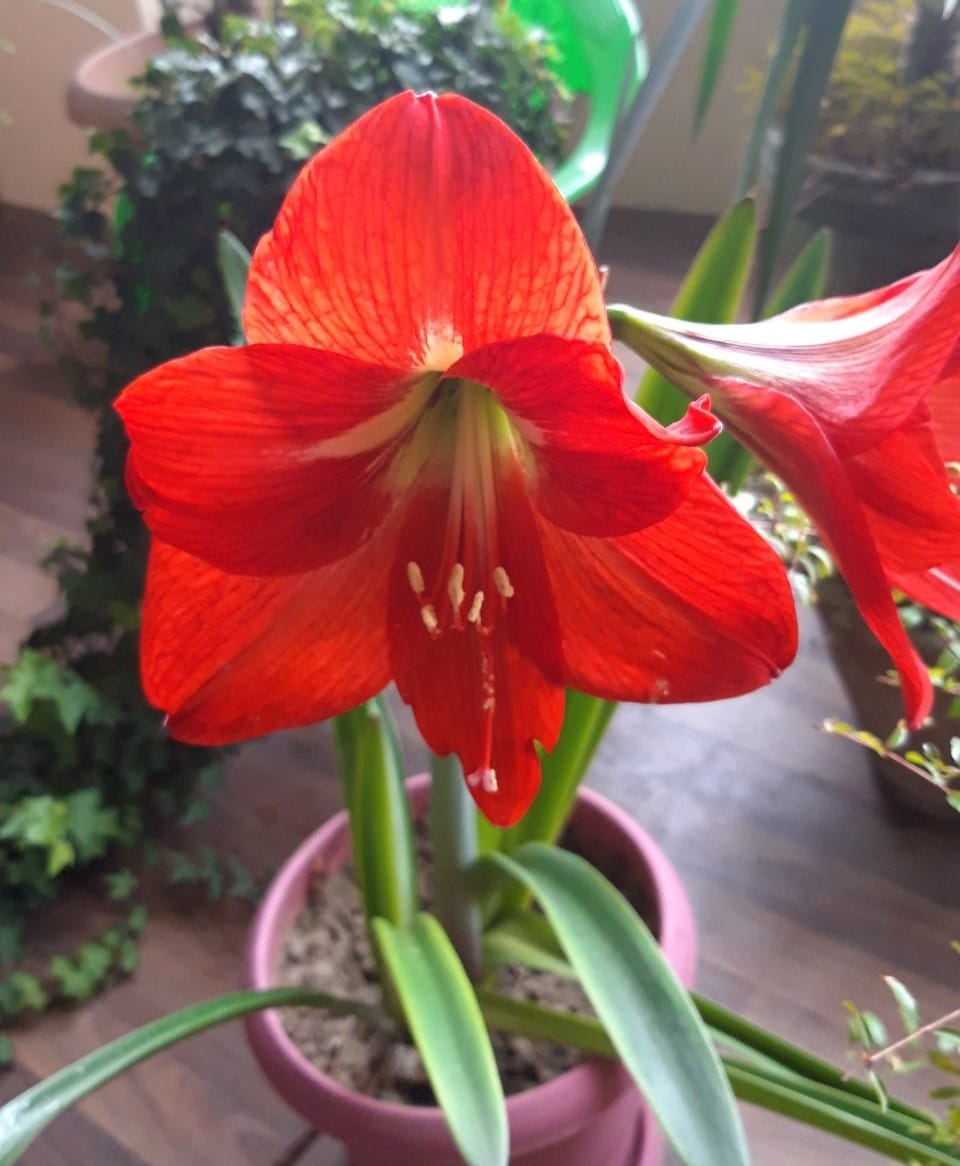 آماریلیس Amaryllis