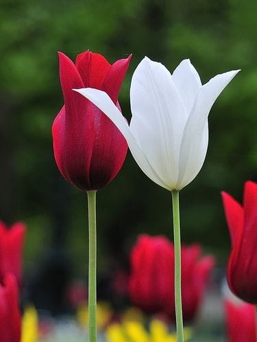Good morning Afghanistan صبح بخیر افغانستان ای بهار شوق، ای گل امید چهره لاله‌گون، پیرهن سفید عاشقت ز غم، جامه‌ها درید - این گل، گل لاله Tulipa است، یکی از گلهایی که من دیوانه‌اش هستم.