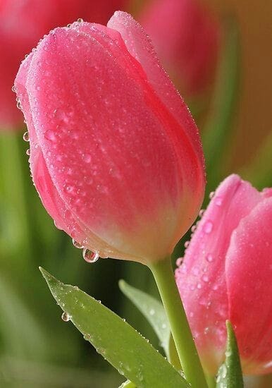 Good morning Afghanistan صبح بخیر افغانستان خدایا، چنان کن سرانجام کار تو خوشنود باشی و ما دست به کار... کار حلال، رزق و روزی حلال، فکر حلال، به دور از سودا و فکر و خیال...