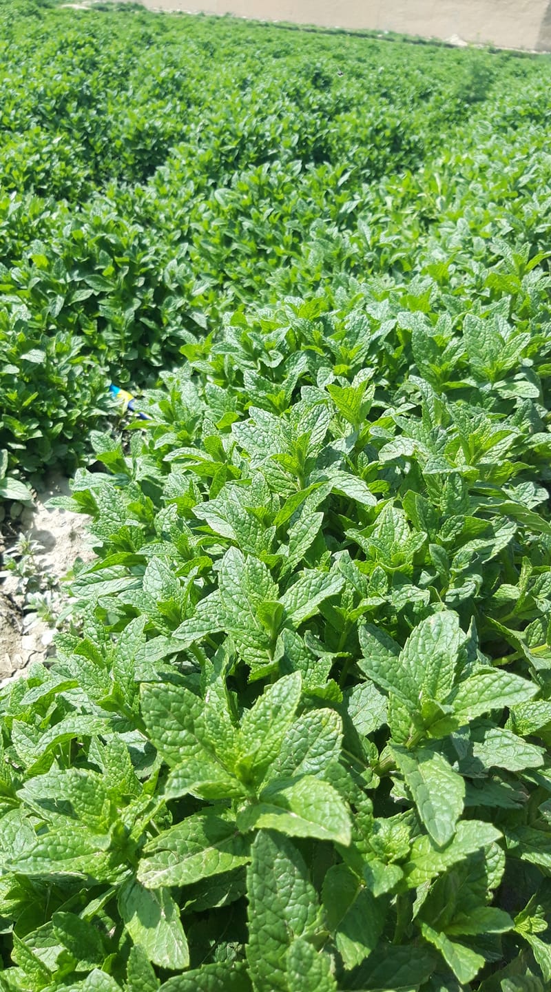 عسل ناب محمدی دایکندی + نعناهای تازه چین کابلی از ما بخواهید.