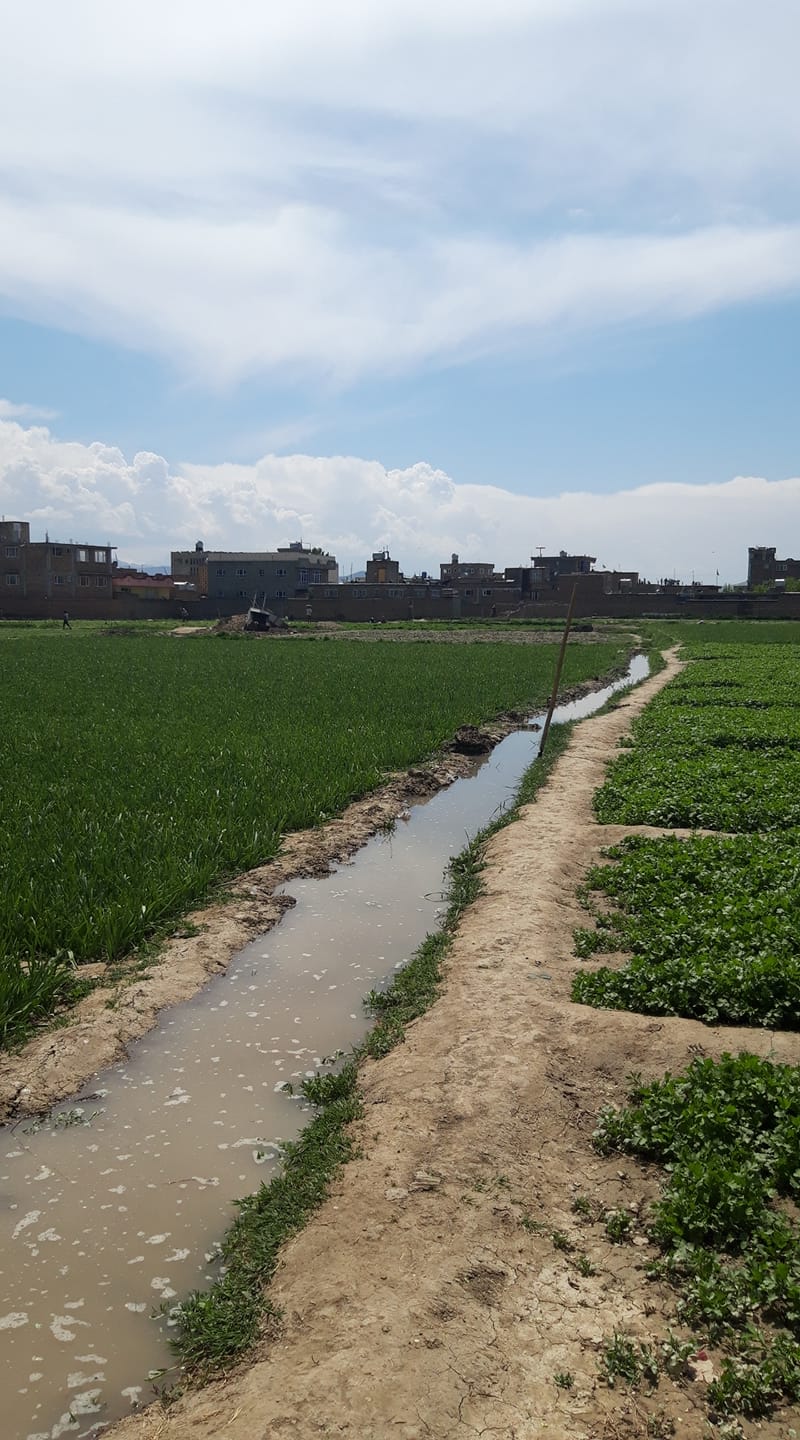 Good morning Afghanistan صبح بخیر افغانستان یک وقتهایی ساعت ما آفتاب بود. پیش از طلوع آفتاب، چند پیرمرد طرف مسجد برای نماز صبح میرفتند و مه طرف گُدام (انبار) میرفتم و وسایل کار را در کراچی یک تیره (فرغون) می‌انداختم و طرف دشت میرفتم. پیش از طلوع آفتاب باید در دشت سرکار حاضر میبودم و وسایل کارشان را می‌دادم و یادداشت می‌گرفتم کی آمده و کی دیر میکند. بعدها در کابل فهمیدم این کار مه time attendance بوده. سر چاشت باید نان چاشت را می‌بردم برایشان و آفتاب که غروب میکرد، وسایل را از دشت جمع میکردم و پس میاوردم در گدام و دروازه را قلف(قفل) میکدم و میامدم طرف خانه، وقت آمدن طرف خانه معمولا همان پیرمردها و چند تا جوان دیگر را می دیدم که نماز شام را خوانده و از مسجد می‌برآمدند. آنها بوی عطر می‌دادند و مه بوی ترش و تند عرق و گندنه و پیاز و نعنا گدود. صحبت دشت تمام مسائل سکسی و عاشقی و یگان وقت حزبی می بود. صحبت خانه مسائل اقتصادی و سرمایه‌گزاری و اجتماعی و شورای مردمی مهاجر بود. یکبار پدرم سخت گوشم را کشید که بچم گپ دشت را در خانه نگویی و گپ خانه را در دشت. علی ایحال، یک روز وقت آمار گرفتن یکی از کارگرها دیر کرده بود، پدرم گفت هله زود بدو دم خانه نفر، صدایش کن بباید که حتما خواب مانده، مه هم د خیز دویدم طرف قشلاق که بنده خدا را صدایش کنم بیاید د کار، بنده خدا ملا بچه بود، نو عاروسی کده بود، پدرش را موتر زده بود و دیه خون پدر را گرفته بود و زن کده بود. محکم محکم دروازه خانه را کوبیدم و نفر خاوپر برآمد دروازه را واز کرد. گفت چی گپ است رضا؟ گفتم هله تیز بیا که امروز کار زیاد است. نباشی نمیشه. چشمها را مالید، یک وقت هردوی ما متوجه شدیم که تنبان سفید زن خوده که دان پایچه خامک دوزی داشت را سرچپه پوشیده بوده، هم خنده گرفته بود هم ناراحت بود، زیر لب گفت: زدم د همی کار پدرت، حیف که محتاج نان استم اگر نه یک روز هم کار نمی کردم. ملا بچه شعر زیاد بلد بود. خوب گپ میزد. صدای خوبی هم داشت و هر وقت کارگرها خسته میشدند، یک کش آواز داوود سرخوش را سر میداد و خستگی را از جان میکشید. زیاد بهداشت را رعایت میکرد، مخصوصا دست ششتن و وضو و نماز را. ما که زیاد اهل مراعات نبودیم. یعنی نمی شد باشیم. در آن دشت آب نبود، اگر بود برای خوردن بود نه دست ششتن و طهارت. هر چی بود با کلوخ حل میشد. همیشه سر همی گپ با ملا بچه جنگ مان بود. او میگفت: النظافه من الایمان، ما می‌گفتیم اول وجود بعدا سجود. در این دشت العطش، آب برای خوردن است نه طهارت. تا اینکه بعد چند مدت یک اینجینر همراه ما شد. پیشنهاد کندن یک چاه عمیق را به پدرم داد، کمی هم خودش در چاهکنی مهارت داشت. مغنّی میگفتن‌اش ما نفهمیدیم که مغنی چه ربطی به چاه دارد؟ آب فراوان شد و همه برگشتیم سر مواضع خودمان. هم وجود و سجود شد و هم نظافت و ایمان.