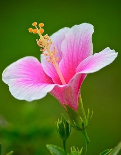 Good morning Afghanistan صبح بخیر افغانستان اسم این گل "ختمی درختی" است. Common Hibiscus خب، کجا بودیم؟ - خیلی وقتها فکر میکنم چرا ما آدمها باید برای ازدواج و ساختن زندگی مشترک اینهمه رنج بکشیم؟ پدرها و مادرها اینهمه تیاری و آمادگی می‌گیرند و بعدش خون جگر خوردن و سیال‌داری کردن؟ آیا حیوانات در این مورد، بهتر از ما انسانها نیستند؟ یک روز در دشت بودیم، از پدر خود پرسان کردم: پدر، کی برایم زن میگیری؟ پدرم لوخ لوخ طرف‌ام سیل کرد، خنده کرد و گفت: بچم اگر مه زن بگیرم د تو نمیگیرم، د خود میگیرم. پیرشه آو ببره، ایقه درس خواندی همی را فامیدی؟ زن گرفتنی استی؟ مرد شدی؟ بخه برو هر کی را خوش داری بگیر، زورت د کمرت. زن را تو بگیری، کون ما اینجا پاره شوه؟ اما مثل قضیه حقوق زن، مثل قضیه حقوق بشر، این حرفها فقط برای همسایه و دیگرا خوب است. سر خود آدم که بیاید، قضیه فرق میکند. آته و آبه در تدارک ازدواج بودند. مه خبر نداشتم. اما آنها هم از دیدگاه خود پیگیر قضیه بودند. دختر دیدن میرفتند و بین خود جلسات سری برگزار میکردند. اما به هر حال من به حرف پدرم ایمان آوردم. زن را تو میگیری، کون ما اینجا پاره شود؟ این صادقانه ترین حرف بود برایم. تمام نقشه ها و برنامه‌هایشان نقش بر آب شد. در ایران به هر دختر که می‌گفتم بعد ازدواج برویم افغانستان، چنان وحشت میکرد که انگار به ملاقات عزرائیل می‌رویم. می‌گفت تمام شرایط را قبول میکنم الا این یک مورد. بنا بر برهان خُلف در ریاضیات، اول خودم آمدم افغانستان و این شد که می‌بینید. مه و فخریه سر خوردیمگ و زندگی مشترک را شروع کردیم.‌ و بخیر آهسته آهسته آرزوها و رویاها را به حقیقت تبدیل می‌کنیم. اگر چه مشکلات خود را هم داشتیم و داریم. یک وقتی در مکتب بچه‌ها سر اسم‌ام ریشخند میزدند: رضا رضا، دوقلو بزا، اینجا نزا، صحرا بزا، سرش بشین برو فضا. اما خوب که میبینم حتی همانها هم به واقعیت تبدیل شده است: واقعا دوگانگی (دوقلو) دارم. از دشت و باغ و صحرا خوشم میاید و شاید اولین کسی باشم که از افغانستان به مریخ بروم. و فضانوردی کنم. کما اینکه با اجناس و آلات و ادوات وطنی هفته یکبار معمولا در فضا سیر میکنم و پایم از زمین کنده میشه. فرهاد دریا میخواند: این وطن بی ما وطن کی میشود؟ مگم بین شعر و شعار و عمل و آستین بَر زدن زیاد فاصله است. خیلی از ماها از وطن خود می ترسیم، از پدر خود وحشت داریم و نظر و نظریه مادر مثل یک کابوس است. پر کردن این سیالها و سیالداریها، همچون سیاه‌چاله های کیهانی، هر روز ما را به درون خود، می‌کَشد و میکُشد.