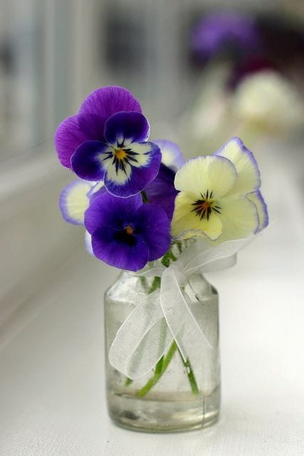 Good morning Afghanistan صبح بخیر افغانستان نام این گلهای رنگارنگ بنفشه است. در کابل به آن آدم چهره میگویند. Violet Viola tricolor کرونا، آلودگی هوا، آب شدن یخهای قطب جنوب، حمله های مرگبار بر مناطق نظامی، مسافرتهای بی بازگشت به خارج کشور، عصبیت های فردی و تیمی، بی نظمی و بد خلقیهای ناشی از انواع فقر، شنیدن درد دل دوستان! و یک عالم خبر ناگوار و ناخوشایند دیگر... یک جمله جانانه که تا به حال مرا با تمام دردها و سوزهای زندگی در افغانستان و کابل سر پای نگه داشته است این است: #نرخ_بازار هر چی باشد، قیمت #عشق کم نموشه.
