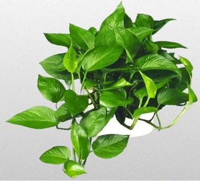 Good morning Afghanistan صبح بخیر افغانستان نام این گیاه پوتوس است. Devil's ivy در جستجوی بهانه های کوچکی برای خوشبختی هستم. از اینکه ریه هایم سالم است، سیب را با دندانهایم چَک(گاز) زده میتوانم، ناخنهایم رشد میکنند و نوک موهایم درد ندارد. از اینکه هنوز متوجه بوی اسپند میشوم و صدای قناری را می شنوم. میتوانم بایسکل بدوانم و هر صبح طرف تشناب خیز میکنم، یعنی شش و جگر و گرده و قلب کار کرده راهی است. من به این بهانه‌های کوچک برای خوشبختی دلشادم. من خوشبختم. و خوشبختی را باید از درون خود جستجو کرد نه در گوگل. دوستتان دارم. دست حق به همراهتان.
