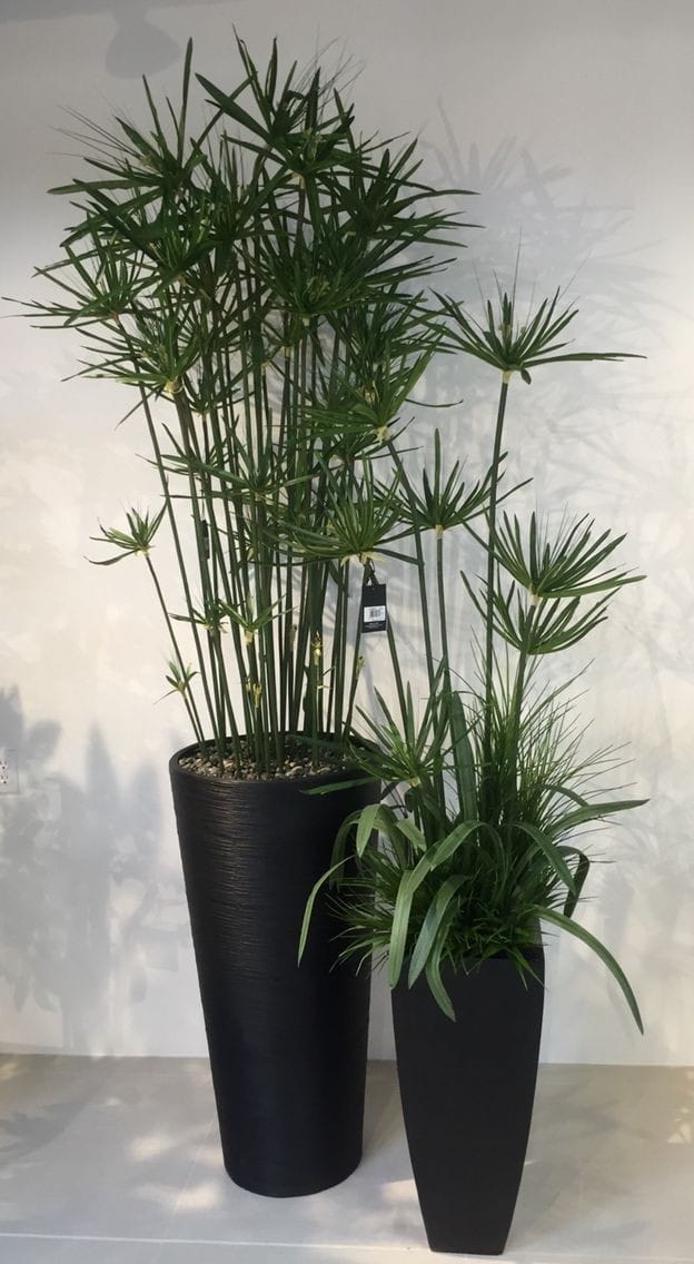 Good morning Afghanistan صبح بخیر افغانستان نام این گیاه "نخل مرداب" است. Cyperus alternifolius نامه‌ی مجنون به حضور لیلی میرسه اینترنتی و ایمیلی دخترکای ساده یادش بخیر دلای بی افاده یادش بخیر یگان چیزها را صد که بِزنی و بِکَنی هم باز وطنکی‌ و چَپَنکی‌اش مزه میته‌. مثلا تربوز (هندوانه) خوردن. هر چی که قاش قاش کنند و در بشقاب بچینند و همراه پنجه (چنگال) بیارند که بخور، مزه نمیته لامصب‌. مزه همی است که دست را بشویی و تربوز را بدون کارد و چاقو بزنی د زمین و جگرش را بکشی و بخوری. یا پیاز را که سر دسترخوان(سفره) قد بوکس (با مشت) بزنی دو نیم کنی، یک اکسپرینس (مزه، کیف) دیگه داره. یا همی شاشه کردن، خداوراستی ایستادکایی در کنار دیوال(دیوار) زیات مزه میته تا اینکه گفته گپ ملا کنی و بنشینی و کمربند خوده باز کنی و غیره و ذالک. یا انار دوزی (دزدی) از باغ، گندنه دوزی از باغ، انگور دوزی از باغ، از خریدن‌اش از بازار دیگه کیف داره. یا همین نامزاد بازی، پیش چشم خسور و خسور مادر، همراه دخترشان مزاق کنی قلف کیف میکنه. نمیدانم چرا این کرم لعنتی، یگان وقت قتقتک میته(میدهد) مرا؟ تنها مه همی رقم استم یا شما چطور؟ پ.ن: سالیان سال تولید کنندگان ساندیس نوشتند: لطفا از این محل باز کنید، اما هیچ کس از آن محل باز نکرد!