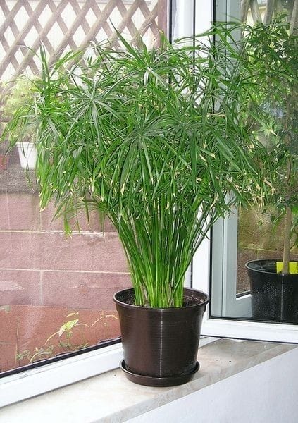 دینه روز (دیروز) رفتم خانه بی بی. گازشان خلاص شده بود، برق هم نبود، لفت (آسانسور) هم کار نمی کرد. بالون (کپسول) گاز را سر شانه کردم و ده کیلو گاز پر کردم و چهار منزل(طبقه) آپارتمان را بالا کردم. کرونا نکشد، بالا کردن بالون کلان (بزرگ) گاز حتما از کمر معیوب میکند. دلم شد یک شهر جور(درست) کنم، گاز کشی شده باشه، کدام خانه را دیدید نَل(لوله) گاز کَش شده باشه؟ بعد در همو حین، به این فکر کردم که او نفر که اولین بار موتر (ماشین) را جور کرده چطور سرک (خیابان) را جور کرده؟ ما که نتوانستیم نلدوانی (لوله کشی) گاز را حتی در باورمان سبز نگاه کنیم! گمش کو (ولش کن)، بالاخره سَمَنک پخته شد. شیرین و مقوی. پ.ن: یاد گپ زنده‌یاد جلالی صاحب افتادم: سه دفعه بگوی: دوغ گاز دار، گاز دوغ دار....