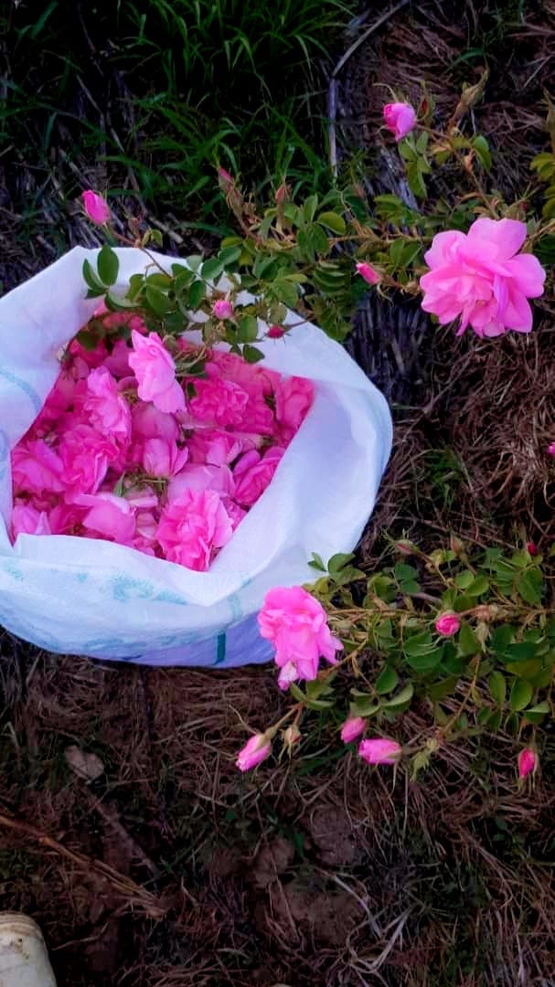 ✅ یکبار خواب دیدن تو، به تمام عمر می‌ارزد، نگو که رویای دور از دسترس خوش نیست، قبول ندارم. - در کابل کدام جای سراغ دارید باغ گل گلاب باشد و گلاب بگیرند؟