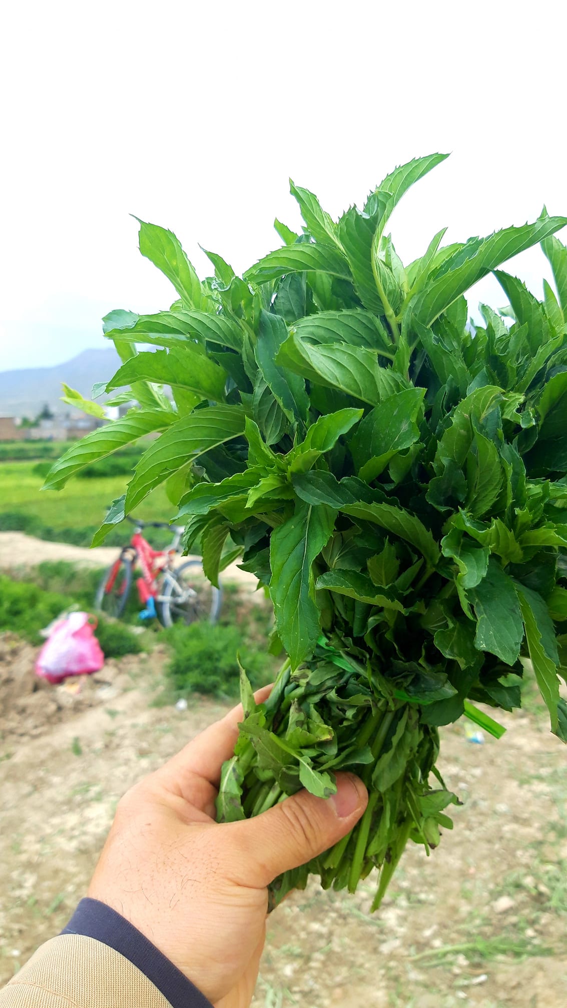 Good morning Afghanistan صبح بخیر افغانستان نام این گیاه خوشبو و معطر نعنا است. Mint 📲 یک ترانه است با صدای خانم پرستو که میخوانه: دل آدم میشه راز همه دلها ره بدانه، و امروزه برای استخدام شدن در گوگل، لازم نیست CV خود را روان کنید، چرا که گوگل همه چیز را درباره ما بهتر از خود ما میداند. و به قول یکی از دوستا، شاید در روز قیامت، این گوگل باشد که شهادت میدهد، کی کجا چکار کردی و اگر منکر شدی، لوکیشن و کوردینات و عکس و فیلم را هم نشانت میدهد. گوگل دارد روی یک پروژه کار میکند: انتقال بوی نعنا، 🥬 عمو سبزی فروش؟ بعله عمو سبزی فروش؟ بعله من نعنا میخوام، تو رو تنها میخوام. یک وقتهایی اول جوانی سیندای(سن و سال) ۱۷ و ۱۸ بودم، سبزی می‌فروختم، یک زنکه چاق و مست و سفید مشتری‌ بود، وقت پیسه دادن، دست خود را در یخن خود میکرد و پیسه را از داخل سینه‌بند خود می‌کشید و می‌داد، همیشه پیسه‌هایش نو و قات نشده و معطر بود، و ساجق را چنان با شهوت و شرق‌شرق می‌جوید که اختیار هورمونهای تستوسترون در خونم از کف میرفت. حیف که آنزمان در فاز یوسف مصری بودم، اگر نه هر دوره زلیخای خاص خود را دارد. این ما هستیم که با یوسف بازی‌های خود، قصه را ناق به درازا می‌کشانیم. اگر نه قصه به یک تارموی بند است. 🚴‍♂️ پدرم یک موتر سیکل سرخ رنگ یاماها ۱۰۰ داشت، همیشه سر موتر سیکل آواز می خواند، یکی از آوازهایش این بود: ⚘بنالم همچو بلبل در سحرگاه بنالم همچو یوسف در قعر چاه بنالم تا خدا رحم‌اش بیاید مرادم را دهد همچون زلیخا ⚘سمرقند صیقل روی زمین است بخارا قوت اسلام و دین است خراسان گنبد زردش نباشد خرابات خانه‌ی روی زمین است
