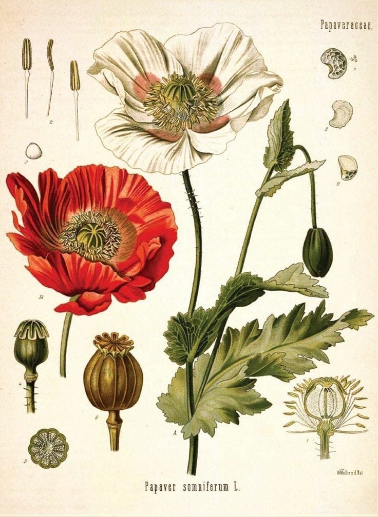 Good morning Afghanistan صبح بخیر افغانستان نام این گل زیبا، پادشاه نشه جات است. تریاک Papaver تا به حال به یک گل از این زاویه دیده بودید؟ ⚘سهراب سپهری به یک موضوع اشاره میکند: اگر گل سرخ زیر تیغ تشریح برود، دیگر گل سرخ نیست، یک مشت آشغال است که باید در زباله دانی انداخته شود. بعضی چیزها، بعضی مسائل نیاز به تشریح ندارند، نباید داشته باشند، اگر شرح بدهی،اگر تشریح کنی، خراب میشود، نابود میشود، مزه و هویت و موجودیت خود را از دست میدهد. بعضی چیزها مثل عشق، مثل دل، مثل طبیعت، نباید کشف شوند، باید همانگونه که هستند باشند، دست نخورده، بکر، وهم انگیز، مثل جادو، مثل طلسم، مثل دنیای نشه‌گی، مثل زندگی. ⚘پارسال بهار در تاشکند بودیم. تاشقند، سمرقند، قندوز، قندهار، این چه قندی است؟ ⚘ بگشای لب که قند فراوانم آرزوست 💋