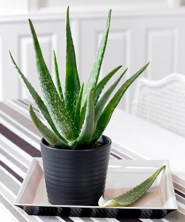 Good morning Afghanistan صبح بخیر افغانستان اسم این گیاه، آلوئه‌ورا است. از این گیاه هم بینهایت داریم. Aloe vera خاصیت و باقی خوبیهایش را در گوگل یا یوتیوب ببینید. آب کمر را هم شدیدا زیاد میکند. خاصیت از این بهتر؟ 💯 یکی میگه: همیشه ۸ ما گرو ۹ ماست. یکی هم گفته: چون که ۱۰۰ آمد ۹۰ هم پیش ماست. ✅ یکی میگه: خام هر چیزی پُخته میشه، الا آدمی. آدمی که یکبار خام شد، دیگه گپ خلاص است. یکی هم گفته: هیچ پُخته‌ای خام نمیشه، الا آدمی. خام میشه پخته میشه خام میشه پخته میشه. ⚘ یکی میگه: هر غنچه که گل گشت دگر غنچه نگردد، یکی هم گفته: قربان لب یار که گَه غنچه گَهی گُل 👫 یکی میگه: با یک گل بهار نمیشه، یکی هم گفته: گلعذاری ز گلستان جهان ما را بس. گوگوش هم میخواند: دَم و دَم و دَم غنیمت، زندگی یعنی محبت. من هم میگم: دوستت دارم، دوستم داشته باش، شاید فردایی نباشد. تو چی میگی؟ یکی را مه گفتم، دومی را تو بگوی.
