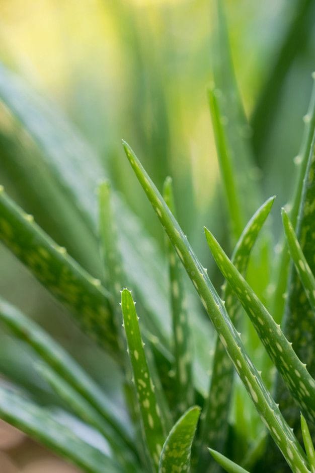 Good morning Afghanistan صبح بخیر افغانستان اسم این گیاه آلوئه ورا است. Aloe vera