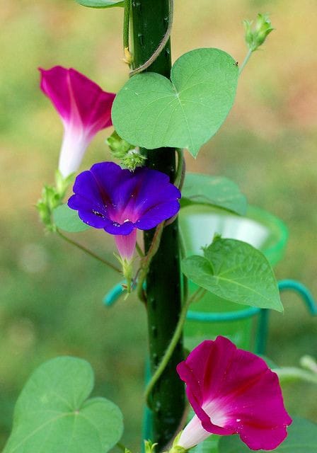 Good morning Afghanistan صبح بخیر افغانستان اسم این گل عشق پیچان است، نیلوفر هم گفته شده. morning glory Ipomoea tricolor - ای دختر صحرا، نیلوفر، نیلوفر، آی نیلوفر در خلوتم باز آ، نیلوفر، نیلوفر، آی نیلوفر.... - آفتاب مهربانی، سایه‌ی تو بر سر من ای که در پای تو پیچید ساقه‌ی نیلوفر من - در آن نوبت که بندد دست نیلوفر، به پای سرو کوهی دام، تو را من چشم در راهم، من از یادت نمی‌کاهم ... - از عالم شعر و معر بیایم بیرون؟ خب، دارم فکر میکنم این همه پدرها و برادرهای افغانی ما، برای کار کردن می‌روند ایران و پاکستان و دولتهای همسایه و خارج، برای جمع کردن پیسه خود و انتقال آن به افغانستان با چه مشکلات زیادی روبرو میشوند. یک راه حل قانونی و شرعی و حلال پیدا کنم تا با کمترین هزینه‌ی ممکن بتوانند پول زحمت و مزد حلال خود را به دست فامیل و خانواده خود برسانند. و دل‌نگران کاهش پول و امنیت آن نباشند. این یک. -دوم دیگه، یک روز یک خبرنگار از مه پرسان کرد به نظر شما کارآفرینی یعنی چه؟ مه به طرف خانم‌ام سیل کردم و گفتم: کارآفرینی یعنی مه کار میکنم تو آفرین بگوی، کارش با من، آفرینی ‌‌اش با تو. کاری که تو آفرین نگویی کارآفرینی نیست. اما عمیق‌تر و دقیق‌تر که به قضیه نگاه میکنم، متوجه این نکته میشوم که کارآفرینی یعنی از هیچ یک چیزی بسازیم. خب ما هم از هیچ، اولاد جور کردیم!! و اولادا برای ما هر روز کار جور میکنند !!! جانشان جور، اصلا بهترین کارآفرین ها اولادا و طفل ها هستند. از روزی که قرار است به دنیا بیایند تا دم نفسهای آخر، ما را می‌دوانند.. ز گهواره تا گور، کار آفرین. - اینها را گفتم تا نشان بدهم که جانان رفیق، اگر میخواهی کمتر بدوی، کمتر یا دیرتر اولاد داشته باش، و اگر میخوای کمتر اولاد داشته باشی از کاندوم هایی که در استوری تبلیغ میکنیم کار بگیر. هم از کارآفرینی تو جلوگیری میشه هم برای ما کارآفرینی میشه. اشکالی داره؟ - شب جمعه نزدیک است و جمعه آخر ماه مبارک رمضان است. بیایید حاجتهای خود را برای خود نگاه کنیم، اما گفته یک آهنگ رپ از جمال مبارز، " گَدوَد کنیم غمها را " ، بریم یک کم به فضا 😉