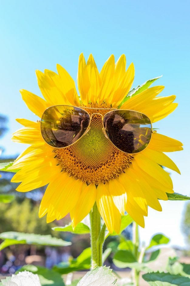 Good morning Afghanistan صبح بخیر افغانستان نام این گل، گل آفتابگردان یا گل آفتاب‌پرست است. Sun flower. - امیدوارم در زندگی غریق رحمت الهی شوی نه پس از مردن. - گاهی فکر میکنم چرا ما باید پشت هلال ماه بگردیم که عید کنیم؟ چرا نمیشود با مهتاب شب چهارده که دیدن‌اش سخت هم نیست عید نکنیم. چرا با صورت زیبای مهتاب چاق و چله و پرنور کاری نداریم و پشت پشت کون هلال لاغر و نازک و نیم مرده و تولد نشده می‌گردیم ؟ و اکثرا هم اختلاف داریم؟ - در سال بیش از ۵۰ شب و روز جمعه باحال داریم، مفت مفت از دست میدهیم و پشت سه چهار عید مزخرف و پر اختلاف می‌گردیم. #عیدقربان؟ از حاجی‌هاست و صدای مدافعان حقوق حیوانات بلند میشه که چرا باید مال و مواشی را قربانی کنیم، #عیدفطر؟ در آغاز و آخرش و وقت افطار و آذان مغرب همیشه بین شیعه و سنی اختلاف آشکار میشه، در طول ماه هم غیر از تفت و بوی دهان و اعصابهای خراب و قیمتهای گزاف ولا بلا اگر چیزی دیده باشم، در طول ماه نذر و نیاز و حاجت و مناجات است در روز عید، زیر چتر عید، باید اندام برجسته و مست و موی کشال چند آوازخوان و بازنده و سازنده را ببینیم. #نوروز و سال نو؟ عید آتش پرست‌ هاست. از کافرها است. حرام است بالکل. اما در این میانه، پنجاه تا #شب‌جمعه داریم. اختلاف هم نداریم، رخصتی هم است، حق هم داریم. خیر و برکت هم دارد. برای من تمام جمعه شبها، مخصوصا آنها که مهتاب هم شب چهارده و قرص قمر است، عید است. چند نفر مجرد، تذکر داده بودند که شما خانه‌دارها شب جمعه دارید ما چطو کنیم؟ خداوند باران رحمت خود را یکسان بر سر تمام ما نازل میکند، اینکه شما خود را خیس نمیکنید، خدا را چه؟ چترها را باید بست، زیر باران باید رفت، چشمها را باید شست، جور دیگر باید دید، #عشق را زیر باران باید دید، و باران رحمت خدا کم نیست. اما این ما هستیم که خود را غریق رحمت خدا نمی‌کنیم. شک می‌کنیم و شک کشنده است. Doubt is killer خدا در رنگ و بوی گل نهان است میان آشنایی‌هاست خداوند. عید را شب جمعه برگزار میکنم. به اختلافها هم کاری ندارم. فرق‌ام به تمام تفاوتهایمان! دوستتان دارم. پ.ن: فردا گل اَختَر را معرفی میکنم.