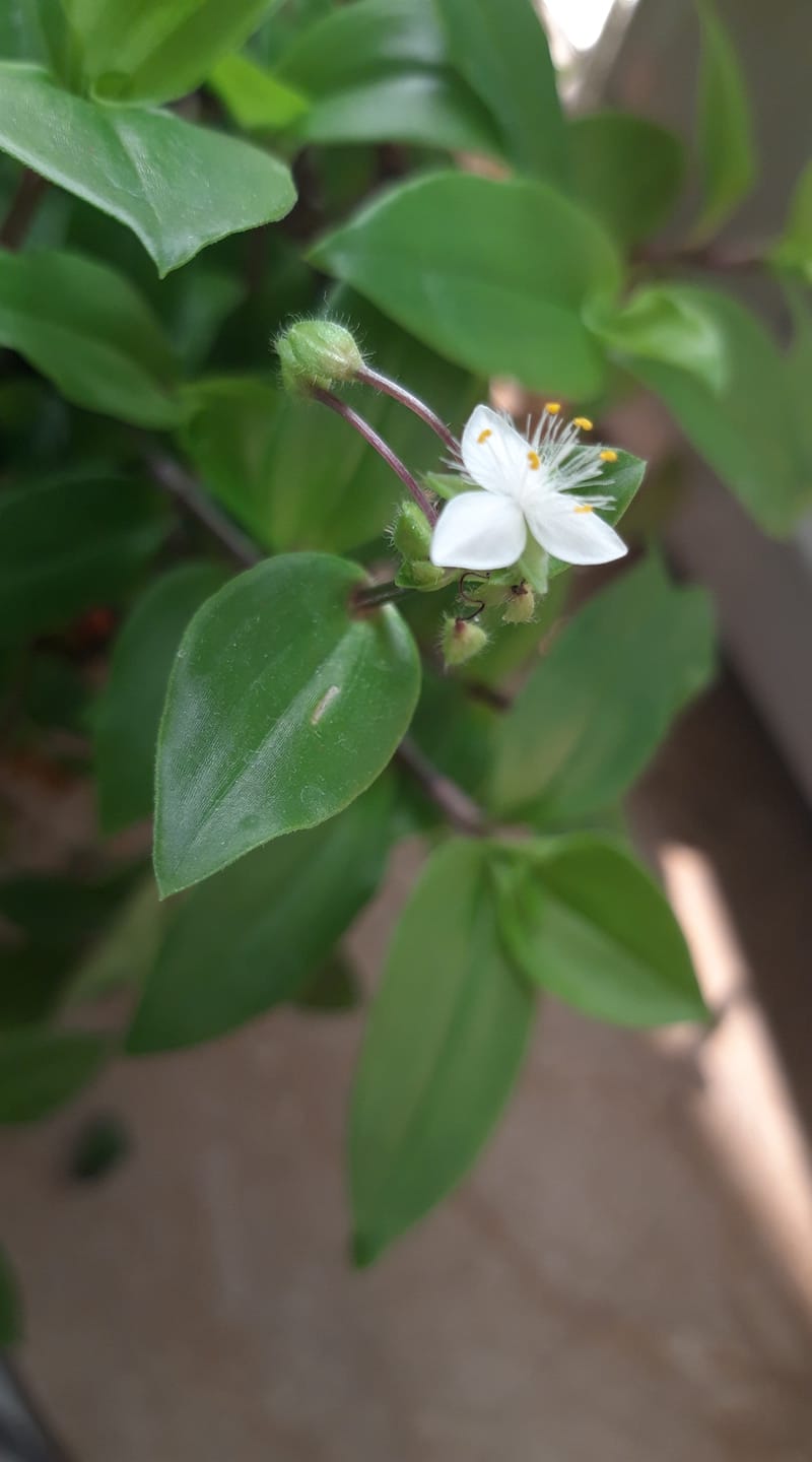 Good morning Afghanistan صبح بخیر افغانستان اسم این گل برگ بیدی است. Small-leaf spiderwort چندین رقم دارد. سبز، بنفش، دورنگ، ابلق شما به این گل چی میگوئید ؟ - گل سرخ و سفیدم کی میایی؟ بنفشه برگ بیدم کی میایی؟ تو گفتی گل درآید من میایم گل عالم تموم شد، کی میایی؟ ✅ یک روز یک نفر که ادبیات می‌خواند ازم پرسان کرد: رضا در یک جمله بگو کار شما در زراعت دقیقا چیست؟ گفتم ما گوی گاو را تبدیل به گل سرخ می‌کنیم. نفر قهر کرد رفت. به یکی دیگه ادبیاتچی گلهای مواج و تازه خوده نشان‌ دادم، پرسان کرد: تو به گلهایت چی میتی که اینقدر شاداب است، گلهای مه اینقدر شاداب نیست. به تعبیر شاعرانه برایش گفتم: این گلها را با شیره‌‌ی وجودم آبیاری میکنم،. طرف کیف کرد، غش کرد، گفت میشه بیشتر بگویی چکار میکنی؟ گفتم یگان وقت سر گلهایم شاش میکنم. بخی دلش بد شد، این هم قهر کرد و رفت. ✅ حقیقت ممکن رنگ واقعیت نداشته باشد. آدمها دوست دارند دروغ بشنوند. نه اینکه ما دروغ گو باشیم. آنها دوست دارند دروغ بشنوند. دروغ شیرین است. آدم را نشئه میکند. از حقیقت تلخ آدم را دور میکند. مثل الکل، مثل چرس، مخصوصا در عشق نباید حقیقت را گفت. اما باید واقعیت را نشان داد. ✅ چطور میشود واقعیت را نشان بدهی بدون اینکه حقیقت تلخ را گفته باشی؟ ادبیات دقیقا اینجا به کار می‌آید. جایی که به شاش باید بگویی ادرار. به گوه بگویی مدفوع به گوی گاو و گوسفند بگویی پهن و سرگین و پشکل و پارو. به سکس گاو و گوسفند بگویی جفت‌گیری و به سایر انواع سکس و پوزیشنها بگویی: دموکراسی و انتخابات، بروکراسی، حزب، پارلمان، ما آدمها دوست داریم دروغ شیرین بشنویم تا با حقیقت تلخ روبرو نشویم. ✅ ما آدمها پولهای زیادی را خرج لباس و فیشن و استایل خود میکنیم، اما به واقع بهترین لحظات زندگی وقتی است که هیچ لباسی به تنمان نیست. ⚘ من این عریانی حقیقت را، این بی پردگی را دوست دارم. هست از پس پرده گفتگوی من و تو، چون پرده برافتد نه تو مانی و نه من پ.ن: فدای پیرهن چاک ماه رویان باد هزار جامه تقوی و خرقه پرهیز میان عاشق و معشوق هیچ حائل نیست تو خود حجاب خودی حافظ از میان برخیز