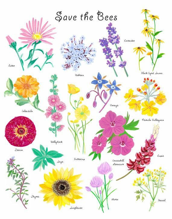 Good morning Afghanistan صبح بخیر افغانستان اینها گلهای خودرو و وحشی هستند. Wild flowers ⚘ در باغچه‌ی همسایه‌ی ما شاخ گلی هست تا غنچه‌ی نازش به نیاز که بخندد وحشی ست بدانگونه که تا بنگری از دور در خانه روَد زود و در خانه ببندد چون من که به خود بینم و خود را نپسندم او نیز به ما بیند و ما را نپسندد هان ای دل پوسیده‌ی من عبرت‌اش آموز سیبی که نچینند به‌هنگام، بگندد. (شهریار) ✅ لیمو، انار، آلو، سیب ها و میوه‌هایتان را به وقتش بچینید. نه خود خوری، نه کس دهی، گنده کده مگس دهی. 🍯 شهد گلهای وحشی غذای زنبور عسل است که در آن هزار درمان و دوا است و عسل خالص است که هرگز فاسد نمیشود. اما گندگی غذای مگسها‌ است که هم خودش نتیجه‌ی گندگی است و هم با هر چیز دیگر مخلوط شود گنده میسازد. جانان رفیق، این حکایت از بهر آن گفتم که در وجود انسان نیز شهد و شربت است، لیکن باید بتوانی فرق مگس و زنبور را بدانی، این دغل دوستان که می‌بینی، مگسانند گرد شیرینی 🍯🍯🍯 اما زنبورهای عسل وحشی، از شهد لب،عسل میسازد و از شربت وجود، شراب. هر چقدر نخورده هم که باشی، می‌دانی که عسل و شراب را زوال نیست که هر چه کهنه شود، بیشتر به کمال میرسد. 🍒 پس ای جانان قره العین، به امید شوهر اروپایی و آمریکایی، proposal جوانان پاک طینت وطنی را پس نزنید و در مجازی فقط خارجیها را accept نکنید. هر گل برای همان دیار است و هر زنبور قلمرو خود را دارد. اگر نه می‌گندد و خوراک مگس میگردد. - خدا اگر روزی رسان است، روزی رسان مگس هم می‌باشد. سیبی که نچینند به‌هنگام، بگندد.