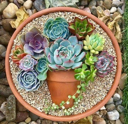 Good morning Afghanistan صبح بخیر افغانستان اسم این خانواده از گلها، ساکولنت است. Succulent plants. در این خانواده، گیاه اِشوریا یا لب عروس، خیلی مهم است. مثل این میماند که لب برگها را با لب سیرین سرخ کده باشی، مگم به شکل طبیعی، خودش رنگ دارد. این گلها در سرمای زمستان طاقت ندارند و بهتر است در یک گلخانه گرم و پر نور نگهداری شوند. دوستتان دارم، نفسهایتان عمیق.