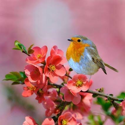 Good morning Afghanistan صبح بخیر افغانستان بلبلی خون دلی خورد و گُلی حاصل کرد باد غیرت به صدش خار پریشان دل کرد ساروان بار من افتاد، خدا را مددی که امید کرمم، همره این محمل کرد به همه دوستانی که در این مدت عزیزی را از دست دادند، تسلیت عرض میکنم. در برابر این مشیت الهی، جز صبر و صبر و صبر، هیچ چاره و گریزی نیست، این بازی ایام، گاهی ما را از عزیزانمان شدیدا غافل میسازد، رسید مژده که ایام غم نخواهد ماند چنان نماند و چنین نیز نخواهد ماند. بخیر این گیرودار کرونا و قرنطین خلاص خواهد شد. اما محبت و دلجویی و دستگیری نسبت به هم، آب و رنگ خوش زندگی است. خدمات حواله و سیستم دریافت کمکهای مالی داخلی و خارجی ما بدون کدام هزینه اضافی جریان دارد. شما میتوانید خدمات مالی داخلی و خارجی خود را به ما بسپارید. در زودترین فرصت ممکن برای شما هماهنگ میکنیم. هر چقدر دوستان استقبال و هماهنگی و اطلاع رسانی کنند، جریان کار بهتر خواهد شد. کاکای خدا بیامرزم، یک نصیحت داشت، میگفت: بچم، پیسه چیزی نیست، اما روزی که نداشتی می فهمی چی است! در ایام مصیبت و درد، پول و کمک و دستگیری و احسان دوستان، فراموش کسی نمیشود. داستان غم انگیز شد. یک خاطره واقعی این که: - یکی از دوستان پدرش فوت شده بود و امکانات مالی مساعد نبود. یکی دیگر از دوستان آمد گفت بیغم باش، همه خرج و مصارف مراسم و فاتحه را ایشان به عهده میگیرد. بعد از ختم مراسم، دوست عزادار ما، آمد تشکری کند گفت: خیر ببینید، بزرگواری کردید، ان شاءالله خدا توفیق بدهد در مراسم ختم پدر خودتان جبران کنم!!!
