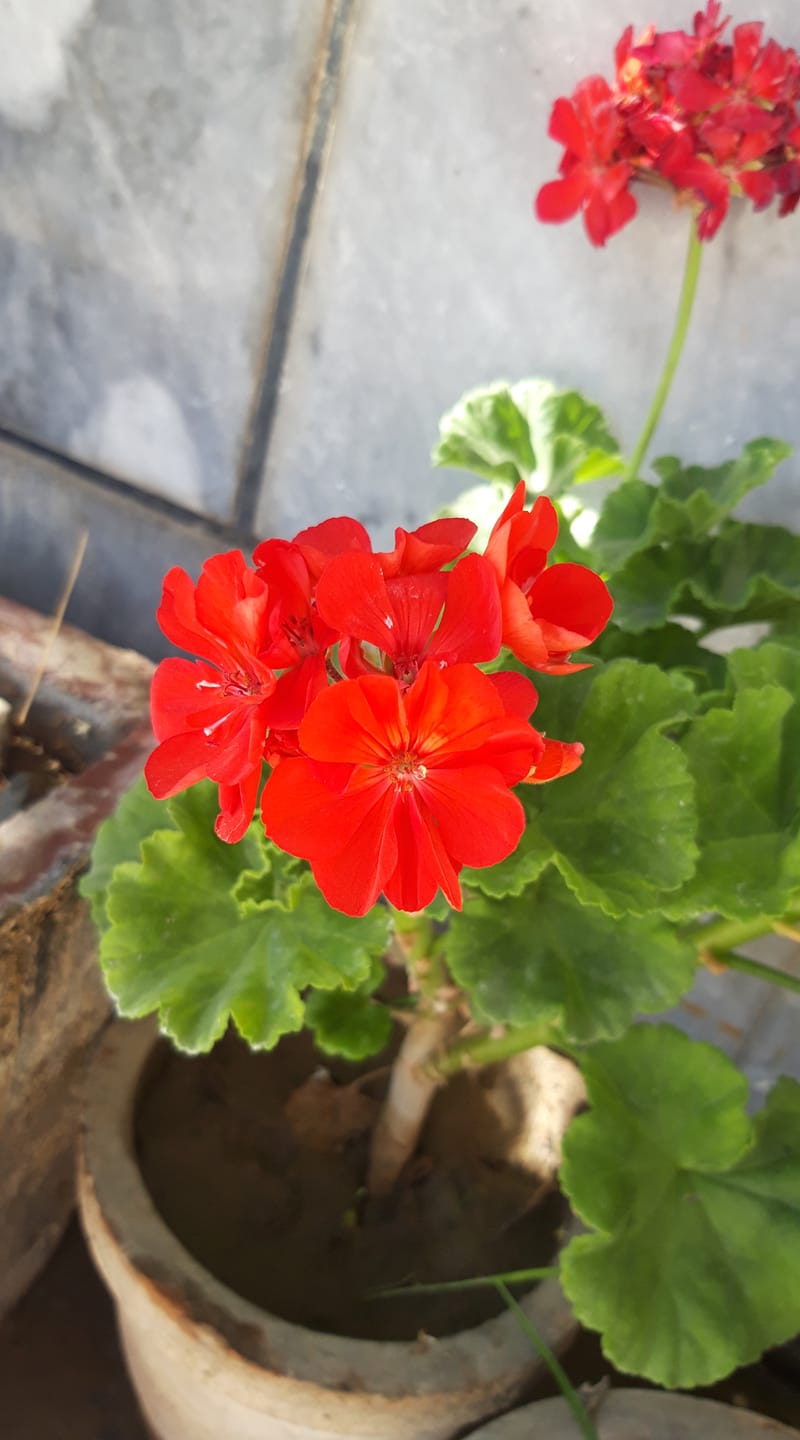 Good morning Afghanistan صبح بخیر افغانستان نام این گل جیریبَن (گل شمعدانی) است. Geraniums در رنگها و گلهای مختلف است. بسیار نگهداشت راحت و کم جنجال دارد. کم توقع است، تنها چیزی نیاز دارد، آفتاب و کمی آب است. یادم است در دوران محصلی یک کمپنی را دیده بودم که فقط گل جیریبن تولید میکرد. این گل هم در نوع خود از نظر رنگ و طرح و تنوع بی‌نظیر است و حتما از شما دلربایی خواهد کرد. مگر اینکه مشکل تنفسی داشته باشید. که در آن صورت هرگز برگهای گیاه را لمس نکنید. و تنها از دور ببینید و لذت ببرید. http://www.geraniumplantation.com/Geranium.html