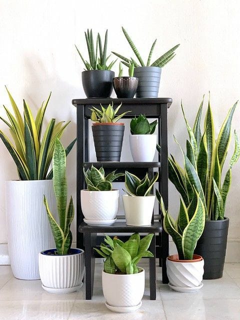 Good morning Afghanistan صبح بخیر افغانستان اسم همه این گلها سانسوریا است. Snake plant Sansveria چیزی که شما میبینید همین تصویر زیباست: اما در دوران تحصیل چیزی که مو را بر تن ما سیخ میکرد این بود: Kingdom: Plantae Clade: Tracheophytes Clade: Angiosperms Clade: Monocots Order: Asparagales Family: Asparagaceae Subfamily: Nolinoideae Genus: Dracaena Species: D. trifasciata مثل اینکه یک وب سایت را باز کنی و بعدش Ctrl+U را بزنی و غیر از کد هیچ چیزی نبینی. یا به جای اینکه آهنگ را بشنویم، کتابچه نت را ورق بزنیم، یا فقط سر دسترخوان بشینیم و غذا نوش جان کنیم و ندانیم تندور و داش چیست. یک دوستی داشتم طب میخواند، ما از #هیجان بحث میکردیم او میگفت #آدرنالین عزیزم، آدرنالین خون که بالا برود همین اتفاق می‌افتد، ما از #شهوت حرف میزدیم او خونسرد میگفت #تستسترون که به خون اضافه شود شما خل وضع میشوید. یک روز با یک دوست دیگر، از لابراتوار دانشگاه، #آمونیاک آوردیم و در جای خواب نفر ریختیم، آن دوست طبیب آمد، بوی کرد ، گفت کی اینجا #شاش کرده؟ ما هم با خیال راحت گفتیم آن آمونیاک و اوره است، شاش نیست. و بوتل آمونیاک را نشان‌اش دادیم. تا یک کمی خیال‌اش راحت شد. زبان و بیان و عبارت میتوانند در ظاهر یک چیز باشند اما در معنا، بسیار تفاوت دارد. بستگی دارد از دهان که باشد: از بس که نازنینی و نازت کشیدنی است دشنام کز دهان تو باشد، شنیدنی است هیجان با آدرنالین فرق دارد، شهوت، تستسترون نیست، همانطور که آتش با گوگرد، فرق دارد. و عشق با عقل و شور با شوق، همه شاید در ظاهر از یک جنس باشند، اما هر کدام دنیای خود را دارند. مرد را دردی اگر باشد، خوش است درد بی دردی، علاج‌اش آتش است یک دوست دیگری ادبیات می‌خواند؛ با او بیشتر خوش بودم، او دنیای واقعی گلها را برایم نشان میداد، بیشتر از آنکه اسم علمی و تیره و طایفه گل در نظرم bold شود، عطر و رنگ و بو و طراوت و ظرافت گل را بیشتر نمودار ساخت. ممنونتم رفیق. در کابل یگان دوست جدید را که آشنا میشوم، پرسان میکند رضا تو از کجایی؟ میگویمش: ایتو مولتی هیبرید که مه هستم کسی فکر نکنم باشه!!! پدر کلانم حدود سالهای جنگ جهانی اول، در ارزگان عسکر بوده، در گیزاب از یک دختر که مادر کلانم بوده باشد خوشش میاید و می‌گریزند، و هی میدان و طی میدان پدرم اولاد پنجم این دو جوان میشود این ۱ دیگه پدر کلانم حدود سالهای بعد از جنگ جهانی دوم در بهسود چکر میزده، از غزنی زن خود را خوش کده و مادرم اول صف اولادهایش قرار داشته، این ۲ اینها بعد از سفر و حضر، بالاخره در منطقه بلخ امروز ساکن میشوند. پدرم در جوانی در کار معاملات وسیله نقلیه آنروز (پرادو و هایلکس و کرولا) گلاب به روی شما، خّر جلاب بوده. پدر کلانم یک خر میخرد از پدرم و درخواست میکند که پرادو pardo را تا خانه برساند، پدرم در حال بستن خر در خانه پدر کلان مادری‌ام بوده که مادرم را برای اولین بار میبیند و قصه وارد مرحله بعدی میشود، پدرم عاشق مادرم میشود و خواستگاری میاید. برای تهیه خرج و مخارج طوی، بعد از معافیت از عسکری به خاطر معلولیت دستها، دوسال برای کارگری به ایران میاید، دوره شاهنشاهی ایران از ۱۳۵۴ تا ۱۳۵۶ بعد از تهیه پول، ازدواج میکنند و اولاد اول تلف میشود و دومی مه بودم، تحولات می‌خیزد، شیرخواره بودم که مهاجر میشویم ایران، یکسال به جای اینکه به شهرری برویم ما را به شهرکرد برده بودند. خلاصه شوخی شوخی تا ۲۵ سال در ایران مهاجر ماندیم. بعدش هم مه تک و تنها کابل آمدم و عاشق خانم خودم شدم. حالا هم صاحب چار اولاد استیم. و شکر خدا خیر خیریت همچنان روز و روزگار میزگرانیم. ترجبه زندگی همین چیزهاست. حتی بیگ دیتای مایکروسافت هم نمی‌تواند این حجم از پراکندگی ژنتیکی بعد از جنگ جهانی اول را محاسبه کند، چه برسد به چند قرن قبل را که یگان تا ادعای خلوص میکنند. یگان وقت میشنوم که بچه و دختر مشوره برای ازدواج میخواهند. موی سفیدهای شوخ برایشان میگه : مخصد یک کرّه ازش بگیر. خوب قواره خو داره. و ناخودآگاه به یاد خر جلّابی و ژنتیک گیاهان میافتم. و دربدر گشتن به دنبال نعنای بنفش جوهر دار برای کاشت در لب جوی آب. اما هر چه بوده و هر چه هست، گاهی فکر میکنم ما بیخود در حصار بعضی چیزها پیچیده‌ایم؛ ما اختیار نداریم. یاد بحث جبر و اختیار فلاسفه میروم: این که گویی این کنم یا آن کنم خود دلیل اختیار است ای صنم آینده آن چیزی نیست که فکر میکنیم. آینده همین دَم است. اما خوب، با توجه به نظریه انتخاب ویلیام گلاسر ، ما حق انتخاب داریم و آینده ما را همین تصمیم ها و انتخابهای کوچک و روزمره سمت و سو می‌بخشد. اما به نظرم، آدمی وابسته به همین دَم است. هیچ زندگی ای شبیه به هم نبوده و هیچ سرنوشتی هم شبیه به هم نخواهد بود. گذشته، مرگِ زمانِ حال است و ما هر لحظه بین مرگ و زندگی دست و پا میزنیم و باید در همین حال، حال کنیم، لذت ببریم، بترسیم، سست شویم ، شخ بمانیم، بخوابیم و بخوابانیم!! اگر پدر برای ما زن گرفته باشد، بیشتر کیف میکنیم یا اگر خوش کدگی خود ما باشد؟ اگر کس دیگر سرنوشت ما را پروگرام کند خوب است یا اگر خود ما کد نویسی کنیم؟ یک فرقی بین زندان و قرنطین است، آفرین. باالاجبار باید عمر را بگذرانیم. مثالهای تَو و بالا میاریم و توجیه‌های خوشمزه، مَگم هر چه هست، احساس من از زندگی، تصویر یک شخص است در زیر یک درخت در حال خلال کردن دندانهایش با چوبک درخت، و تف کردن تفاله‌های گوشت از میان دندانهایش، و فکر کردن به خوشمزگی پلویی که خورده، گور مرده بچه حاکم. در عروسی و عزا، اگر پلو درک نداشت، هر کس به نوبه خود یک لگد به بخت یا به قبر نفر میزند. شکم نفر را سیر کو، ذهن و چشم و دهن آنها خود بخود بسته میشود. پلو خواب آور است، شکم عزیز است. تف به این دنیا. پلو خوشمزه است. دوستتان دارم.