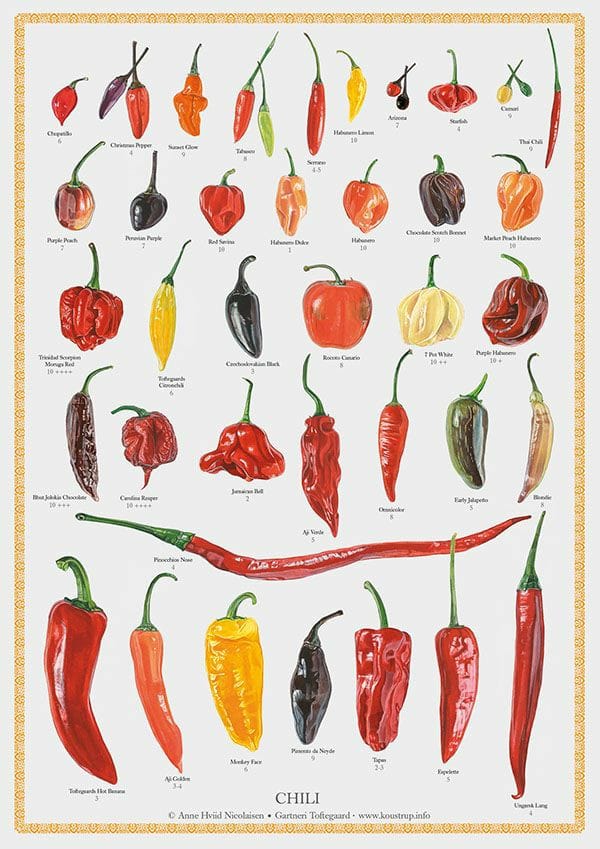 Good morning Afghanistan صبح بخیر افغانستان تمام از اینا مرچ است. فلفل هم گفته شده. تند و تیز است. Chili, pepper ما آدمها قبول داریم همه اینها چه سرخ، چه زرد، چه سیاه چه دراز، چه پوچوق، مرچ است و مفید است، اما قبول نداریم همه ما آدم و بنی‌بشر هستیم. عجیب موجوداتی هستیم. خب کجای قصه بودیم؟ تقریبا سی و پنج سال قبل، نو د یک قشلاق کوچ رفته بودیم، ماه محرم بود، رفتیم تَی خواندو (زیر منبر)، در یک قشلاق خرد، که ۵۰ خانه مهاجر افغانی هم نبود، دو تکیه خانه (حسینیه) بود: تکیه خانه حرکتی ها، تکیه خانه وحدتی ها. تکیه خانه وحدتی ها کنار دیوار قبرستانی بود، جایی خارج‌تر از قشلاق، کنار جوی آب، جایی که چند تا درخت داشت و چوپانها در ظهر تابستان گوسفندها را اونجا خاو می‌دادند. برای چند روز محرم، افغانی‌ها اونجا را تکیه خانه جور میکردند. اینجا بوی پشکل بود. تکیه خانه حرکتی‌ها، کنار دیوار گاوداری بود، گاهی میان موعظه و سخنرانی جناب شیخ، صدای مااااای یک گاو هم بلند میشد، اینجا بوی پارو بود. پدرم زیاد آدم مذهبی نبود، اما عقیده خاص خود را داشت، وقت برگشتن گفت بچم ایرانیها که ما را قدر پشقل هم حساب نمیکنند، چرا ما اینقدر خود را حقیر میکنیم؟ بهر حال آنسال محرم گذشت. برای سال بعد پدر قسم خورد که یک کار آبرومندانه برای برگزاری مراسم عزاداری و تکیه داری بگیرد. تا با برگزاری مراسم افغانیها حقیر نشوند. و عزت و احترام افغانها حفظ شود. کلان منطقه، یک ایرانی بود. مسئول بسیج و سپاه و غیره. پدرم رفت مسجد ایرانیها برای دیدن اش. گفت یک مقدار پول دارم، برای افغانها بدون مدارک لازم، در بانک حساب باز نمیکنند، در صندوق قرض الحسنه مسجد امانت باشد. نفر پول را دید، قبول کرد. در طول سال، چندین مرتبه، یک کراچی از بهترین سبزی و ترکاری را که کشت می‌کردیم، می‌بردیم به خانه جناب کلانتر، طلب نکرده بود. ما می‌بردیم. یک روز کلانتر ایرانی‌ها آمد سر کشت و کار و به پدرم گفت: شما با بقیه افغانیهای این منطقه فرق داری، بگو ما چی خدمت کنیم؟ آته گفت: همی که شما اینجا هستید، باعث خیر و برکت منطقه هستید، ما که در وطن خود آرامی نداریم، چرا که افرادی مثل شما را نداریم تا باعث امنیت و آرامی و آبادانی باشند. وظیفه ما است خدمت شما را کنیم، کلانتر گفت: از این حرفها گذشته بگو ما چی خدمت کنیم؟ آته گفت: جمعیت مهاجر افغانیها زیاد شده و یک جای کفاف برگزاری مراسم امام حسین را نمی‌کند. یک جای وسیع تر لازم است، کلانتر گفت: خود افغانها آمدند گفتند ما وحدتی هستیم ما حرکتی هستیم، بین خود نمی‌سازیم، دو جای کردند، اگر نه ما از اول همی زمین کنار مکتب را برایشان در نظر داشتیم، هم زمین اش آسفالت است هم نزدیک محل است، هم آب و برق مفت از مکتب بگیرند. اما بین خود جور نامدند و رفتند گوشه کنارها را گرفتند. خلاصه، کلانتر که نسبتا جوان هم بود، از جمله شرکا و رفیقهای پدرم در کار کشاورزی شد، دو هفته قبل از محرم سال بعد رفتیم به یک قول اردوی ایرانیها، یک ساحه بسیار کلان بود، در یک طرف یک بولوگ(یک عالمه) خوازه (داربست) بود، یک چند نفر عسگر آمدند عاجل یک موتر را بار کردند و همراه خوازه و ترپال آمدند ساحه دیوار کنار مکتب را تکیه خانه جور کردند. آب و برق مکتب را هم در اختیار تکیه خانه قرار داد، بعد از او رفتیم سازمان تبلیغات اسلامی شهرری، از بین طلاب افغانی اونجا اینترویو می گرفتیم که کی خوبتر منبر میرود، یک ملا بچه سید بود، ریش سیاه و گرد و چهره نورانی داشت، چند ملای هزاره گی دیگر هم بود، با ریش های بُزی و تیدپَرَک، آته، سید بچه را خوش کرد، دیگرا مخالفت میکردند که ملا باید هزاره‌گی باشد، آته قار شد گفت همی هزاره را چی به ملا شدن، با او ریش کم پشت و تید پرک اش، سید، ملا شود که هم قواره دارد، ریش دارد و هم از نسل پیغمبر است، هزاره برود دهقانی خود را کند، ناق خود را پشه پشه میکند. القصه، بعد از آنسال تا به امروز، افغانهای آن قشلاق ، حرکتی و وحدتی یکجا شدند و مثل بچه آدم مجلس عزاداری امام حسین را برگزار کردند و از حالت پشقل بودن در جامعه ایرانی برآمدند. بعد از آن مجلس بوی گل گلاب میداد، چای سیاه و قند بود، تشکها نرم بود و مجلس حتی در زمستانها هم گرم بود، تمام بودجه ده ساله هر دو تکیه خانه، یک لگ شده بود، در همان سال بودجه تکیه خانه از درک خیرات و نذورات، به چهل لگ رسید. پدرم در دشت و بیابان برایم میگفت: بچم دین مردم، شکمشان است، کشت کن، زراعت کن، شکم مردم را سیر کن، این بهترین راه رفتن به جنت است. مردم که گشنه ماندند، بدخوی میشوند، جنگره میشوند، و شر می‌خیزد. کار کن، کار ایجاد کن و پیسه را در میدان پرتو، خود بخود اعتبار و عزت و شرف پیدا میکنی، پیسه که نداشتی، هیچ نداری، قِران، بیرار تو است، شانزده پولی کاکایت، صدی و هزاری تیره و طایفه‌ات است، آدم بی پول، بچه بی‌کس است.