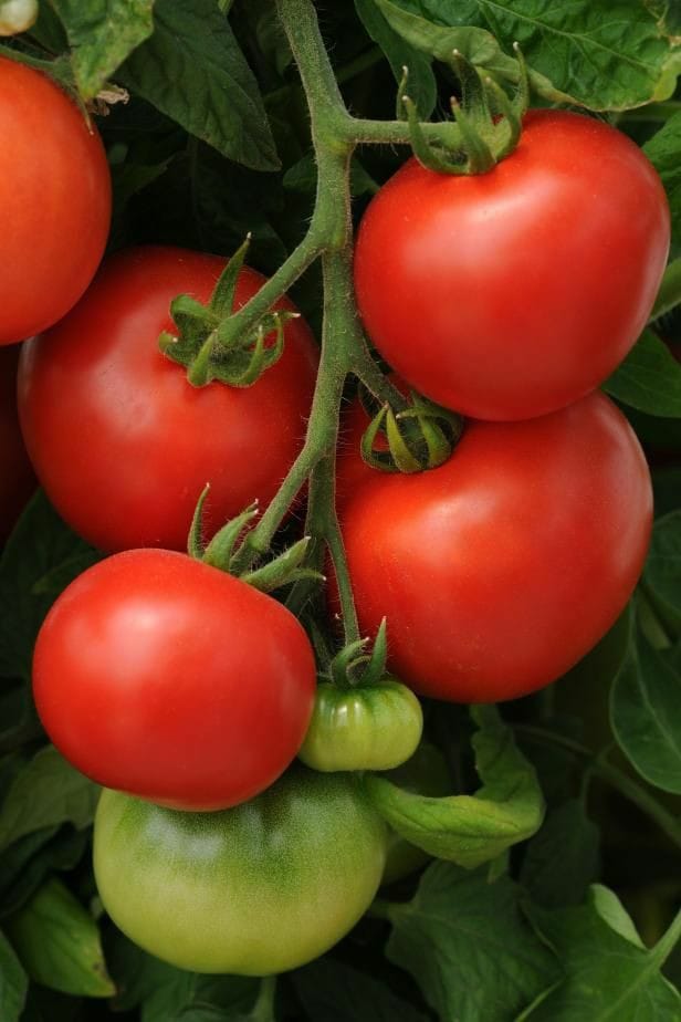 Good morning Afghanistan صبح بخیر افغانستان رومی؟ پامادور؟ گوجه فرنگی؟ گورجه؟ Tomato - بَلَی بوری کومِه اَفتو زده شی بلی بوری چیمی پور اَو دیده شی بَله پلاس شیشته چوخرا موکونه بلی بوری دیلی کوتِو کده شی با صدای جادویی داوود سرخوش ترجمه: الهی من فدای گونه های آفتاب سوخته یارم بشم الهی من فدای چشمهای پر از اشک دلدارم بشم یار بر روی یک جُل و پلاس کهنه نشسته و گریه میکند الهی من فدای دل پر از غوره و غصه یارم بشم. که خانواده‌اش با ازدواج ما مخالفت میکنند و من و او رنج میبریم.