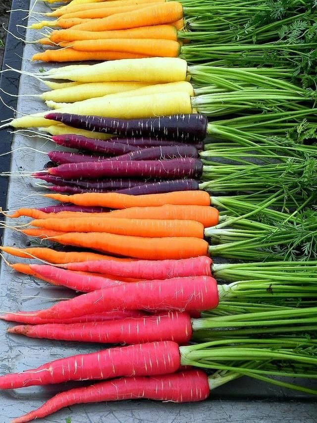 Good morning Afghanistan صبح بخیر افغانستان اینا کل اش زردک و هویج است. Carrots ما قبول داریم که اینها کل‌اش زردک است، و برای ما مفید است، اما قبول نداریم که همه ما آدم استیم و میتوانیم با صلح و صفا کنار هم زندگی کنیم. ✅ یکی زردک آبدار، به از مَردک زن دار - گاهگاهی فکر میکنم چقدر پیر شده باشم، سر قصه را که شور بتم، کم از کم از بیست و بیست و پنج سال پیش تیر میکنه، گذشته‌ی دور را خوب می‌بینم، اما آینده‌ی نزدیک را خوب دیده نمیتوانم. بر عکس چشمهایم، که دور را بدون عینک خوب دیده نمیتوانم. زیاد گفته شده که زردک برای چشم خوب است، اما من خوردم برای چشمم فایده نداشت. اما خوردن زردک و صدای قرچ قرچ آن برای گوش و دندان مفید است. یک احساس نشخوار گوسفندی جالب دارم وقت خوردن زردک. - خلاصه، قصه‌های مه برای اولادایم جالب است، با دقت گوش میکنند، مخصوصا قصه هایی که در سن و سال آنها بوده‌ام. - اولادا میخواهند سوار ماشین زمان شوند و به گذشته مه برگردند و مرا با خود بیاورند به آینده که با هم هم سن و سال بمانیم. - من فکر میکنم سرنوشت پول تغییر خواهد کرد. دیگر ارزش از پول به سایر چیزها سرایت میکند. مخصوصا به افراد جوان، چون ذخیره‌ی زمانی بیشتری نسبت به پیرها دارند. عصر بعدی انسان، عصر زمان است. نگهداشتن زمان، کشیدن زمان، پس انداز زمان، تبدیل زمان، حرکت در مسیر زمان. زمان و مکان، گاه و جا، و مبارزه با اجل، گامی به سوی جاودانگی انسان، انسان خداگونه چیزی که از عصر مومیایی فرعونیان به یادگار مانده یا از سرخپوستان مایا. ✅ یک جایی در دوران نوجوانی خوانده بودم که ما همیشه فکر میکنیم که شهیدان رفته‌اند و ما مانده‌ایم، غافل از اینکه آنها مانده‌اند و گذر زمان ما را با خود پیش می‌برد. از خاک در آمدیم و بر باد شدیم. ⚘ نفس نفس از باد اگر نشنوم بویش زمان زمان چو گل از غم کنم گریبان چاک بیشتر از هر وقتی دوستتان دارم. ❤ و این دوست داشتن زیباست.