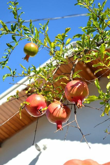 Good morning Afghanistan صبح بخیر افغانستان انار Pomegranate یک شعر زیبا از محمد سرور رجایی تقدیم وطندارهای دوست داشتنی‌ام : زرمینه دختران را تا قندهار برده دیدم لبان سرخ‌اش، شاید انار خورده مانند آفتاب است، این دختر هزاره چشمش شبیه بادام، دستهایش پر از ستاره وقتی که می‌برآید این شوخ تاجیک از در بر دور چادر او، پروانه میزند پر پيراهنش كه سبز است، گلچهره يا بهار است آن نونهال ازبك، او لاله‌ی مزار است اين دختران افغان، گلهای باغ كابل ریحان،بنفشه ، نرگس، مریم ،شکوفه ،سنبل