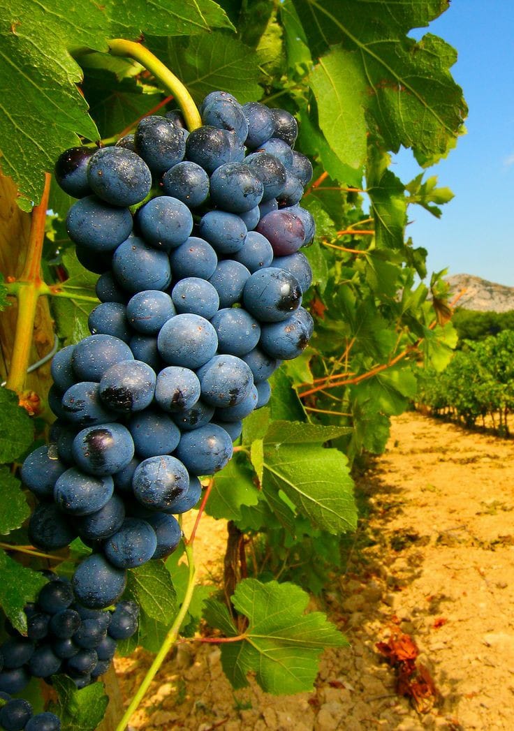 Good morning Afghanistan صبح بخیر افغانستان این انگور است، Grape هزار باده‌ی ناخورده در رگ تاک است هنوز ... ز غارتی که خزان میکند مشو نومید هزار غنچه گل در کمینگه خاک است به یک دو حادثه ز جان مشوی دست امید هزار اختر بخت ات در اوج افلاک است گمان مبر که به پایان رسید کار مغان هزار باده ناخورده در رگ تاک است یکبار رفته بودم مُغان، دشت مغان، مرز بین ایران و آذربایجان، دریای اَرَس منطقه مرزی بود‌. آنجا چنان باغهای میوه دیدم که در زندگی ندیده بودم. ردیف درختان شاداب و منظم، به سمت افق میرفت میرفت میرفت تا با آبی آسمان یکی میشد. آلو، شفتالو، بادام، انواع انگور، زردآلو و سیب فراوان بود. بهترین شفتالوها را آنجا دیدم. آبدار، بسیار معطر، خوشرنگ، قسمت شود مغان را ببینید و غیرت دهد برایتان جور میکنم. در منطقه فاریاب و بادغیس و تخار. یک طرف دریای آمو باشد و یک طرف خاک پاک افغانستان و یک دنیا میوه و باغ و راغ.
