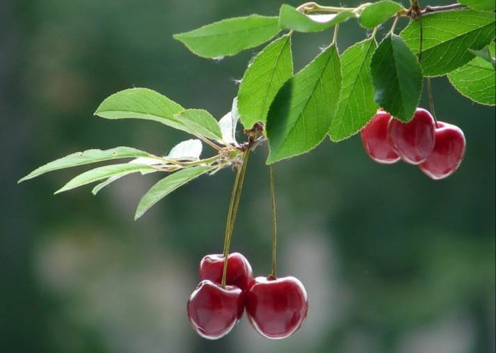 Good morning Afghanistan صبح بخیر افغانستان این میوه آلو گیلاس، شایدم آلوبالو نام دارد. Cherry ✅ اگر در زندگی یکی را داری که برایت، گوشواره های آلو گیلاسی میپوشد، از چیزی که فکر میکنی خوشبخت‌تری. 🙃 پدر و مادرم نطفه ام را در بامداد یک روز پاییزی،زیر درخت گیلاس نوپایی بستند و نه ماه بعد،از آن نطفه دختری زاده شد با چشم هایی به طعم گیلاس،به رنگ تابستان و به عطر آفتاب. از وبلاگ life around me در بلاگفا. برای خریدن گوشواره های گیلاسی، میتوانید بیایید کابل، پل سرخ، مارکت امیری، منزل اول، گالری روزماه یک لحظه احساس میکنید در خیابان انقلاب تهران هستید. هوای گالری بوی اقیانوس میدهد و چیدمان و دکوراسیون ساده و صمیمی است.