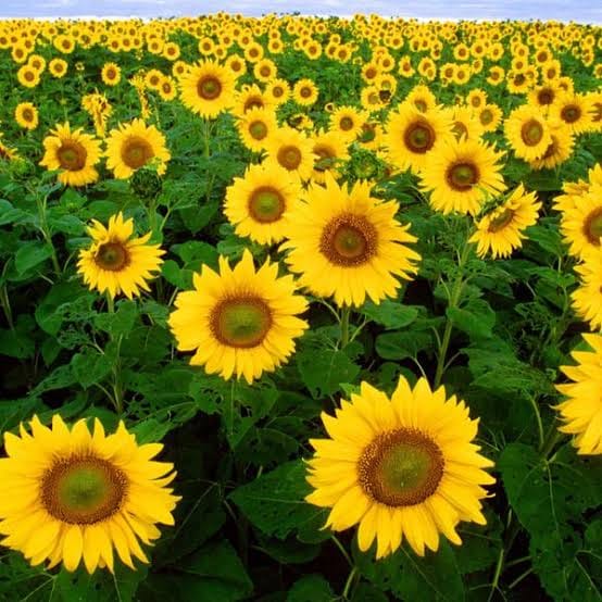 صبح بخیر افغانستان Good morning Afghanistan این گل آفتاب پرست است. Sunflower از تمام رمز و رازهای عشق جز همین سه حرف جز همین سه حرف ساده میان تهی چیز دیگری سرم نمی‌‏شود من سرم نمی‌‏شود ولی... راستی دلم که می‌‏شود! - گلها همه آفتابگردانند. قیصر امین پور یکسال آفتابگردان کاشته بودیم. قریب بیست جریب زمین بود. آخرای تابستان دشت قد دشت غرق گل بود. ما هر روز یک قوطی دَنگَی را گرفته با چوب میزدیم تا گنجشکها دانه های گل آفتاب‌پرست را نخورند. آن‌سال تجربه نداشتیم، در آن منطقه دیر کشت کرده بودیم. به یخی برابر شده بود و گلها را یخ زد. الا بیلا یک مقدار برداشت کردیم. دانه ها سیاه نشده بود. پوست پوستک شده بود. مگم سال بعدی زودتر کشت کردیم. دنیای تخم گل آفتاب‌پرست داشتیم. مثل یک تپه سیاه رنگ دانه جمع کردیم. وقت دانه خشک کردن و سورت sort کردن جالب بود. می نشستیم تا یک باد بوزد. و دانه ها را باد میدادیم تا سورت شود. دانه های درشت و مغزدار نزدیک و دانه های پوچک دورتر در برابر باد جدا میشدند. آن سال زمستان پدرم یک دستگاه پخش نوار ویدیو خرید. تمام زمستان را فیلم می دیدیم و کمپل را سر پای خود میانداختیم و فیلم می دیدیم و تخمه دانه درشت و سورت اول آفتابگردان میشکستیم . فیلمهای هندی، ایرانی، آمریکایی. وقت رقص و آواز فیلم هندی صدای تلویزیون بلندتر از حد معمول میشد، او وقت تلویزیون ریموت کنترلی نیامده بود. پدرم میگفت بخه صدای تلویزیون را کم کن که بسیج و پولیس خبر نشود، اما مگر میشد بلند شد؟ ما هم نوجوان بودیم، با دیدن صحنه های رقص و عشق بازی فیلمها، از شهوت خود را خیس میکردیم و یک ملافه، گرد کمر پیچ میکردم و بلند میشدم و صدای تلویزیون را کم میکردم و باز می نشستم د جای خود. آنسال درسهایم افت کرد. نماز هم میخواندم صحنه های رقص مامالانی و آمیتا بچن یادم میامد. خلاصه آفتابگردان خوب است. زمستان هم پیش روی. دوستتان دارم‌. ناوقت شد، بروم پشت یک لقمه نان حلال.
