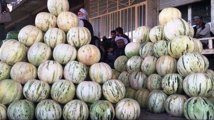 صبح بخیر افغانستان Good morning Afghanistan این خربزه "بور کله سی" یا لوبلایی است. آخ لعنتی آنقدر شیرین است که اگر قبل از آن نخورده باشید، مرزهای شیرینی را در ذهن شما جابجا میکند. Melon Afghanistan is the Best on the world. - من شرط می بندم بین تمام دوستای خارج رفتگی و نرفتگی که از این رقم خربزه خوشمزه و شیرین را عمرن اگر بیرون جغرافیای افغانستان و ازبکستان یافت بتوانید. هر چقدر که شما از شیرینی و مزه حرف بزنید من باز میگویم اگر خربزه لوبلایی نخورده‌اید خواهشن نظر ندهید. 🌈 من از آن حُسن روزافزون که یوسف داشت دانستم 🦚 که عشق از پرده ی عصمت برون آرد زلیخا را شیرین دوستتان دارم. لوبلایی به کامتان.