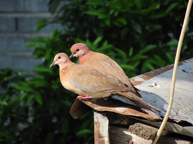 صبح بخیر افغانستان Good morning Afghanistan اسم این پرنده چیست؟ قُمری، یاکریم، موسیچه، Laughing dove صدا و آوازش چیست؟ موسی کو تقی، یوسف طُوی کده، غیر قابل قبول، 🙃 یک قصه بیش نیست غم عشق و این عجب از هر زبان که میشنوم نامکرر است. یکبار از استاد مکتب پرسان کردم: چرا اینهمه زبانهای مختلف در جهان وجود دارد؟ استاد گفت ابنای بشر و بنی آدم زیاد شده بود، اینها تصمیم میگیرند یک شب پدر خود که حضرت آدم سلام اله علیه باشد را به قتل برسانند. همه برنامه ها را دقیق می‌چینند اما در شب واقعه، به خواست پروردگار، هر کس به یک زبان صحبت میکند و هیچکدام گپ همدیگر را نمیفهمند، و به این ترتیب حضرت آدم از قتل نجات پیدا میکند. و از نسل هر کدام از اینها زبانهای مختلف در جهان ایجاد میشود. جالبترین قصه‌ای بود که شنیدم. یک جمله‌ی دوستت دارم ببین کجاها ما را برد گنج سلیمان می‌دادی مرا به وجد نمی‌آورد دوستتان دارم، I love you, آی سنه گوربان.