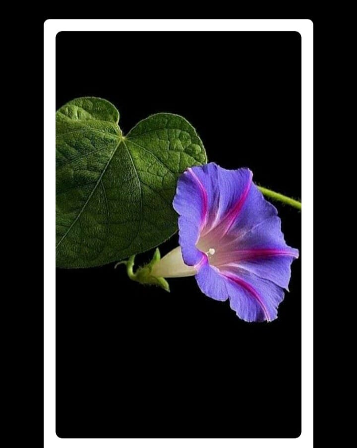 صبح بخیر افغانستان Good morning Afghanistan اسم این گل عشقه پیچان است. نیلوفر هم می‌گوییم. اما عشقه پیچان به نظرم زیباتر است.