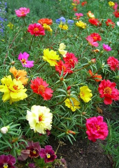 صبح بخیر افغانستان Good morning Afghanistan اسم این گلها، گل ناز است. ورزش چیز خوبی است. ورزش میکنم هر روز. دوستتان دارم.