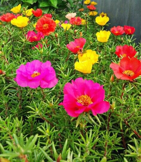 صبح بخیر افغانستان Good morning Afghanistan اینا گلهای ناز است. رنگارنگ و زیبا. در چاشت روز و در گرمای شدید گلهایش موج میکند و باز میشود. این گیاه و خلفه (خرفه) هم از یک خانواده هستند. خلفه را میشود پخته کرد و خورد. این را هنوز نخوردم. ✅ یه روز بیا از این ورا گذر کن داستان زندگی، همیشه داستان شجاعت انسان در برابر خواست و خواهشهای دلش است. یکی روبرو میشود و میجنگد، یکی باج میدهد و صلح میکند ، یکی هم می‌گریزد، یکی فتح میکند و یکی غارت میشود. همش کار دلم بود، دلم خواست که فدات شم، دلم خواست که تو دنیا، پریشون تو باشم، دلم خواست بشم عاشق، دلم خواااااست. اگر دیوانگی کردم، دلم خواست ز خود بیگانگی کردم، دلم خواست ❤ من فکر میکنم جنگ چیز خوبی است، آنقدرها هم که میگویند جنگ چیز بدی نیست، میشود لابلای جنگ، عاشق شد، میشود طعم غذا را بهتر چشید، لابلای بوی باروت و انفجار و گرد و خاک و عرق، بوی پیراهن نو را بهتر احساس کرد، از حمام کردن بیشتر لذت برد، و از نان گرم و پنیر و مسکه، سرشار شد. گیاهان هم از جنگ خوششان میاید، بهتر رشد میکنند، سرسبزتر و وحشی تر میشوند. جنگ جای نازکردنهای خشک و خالی نیست، جنگ جای مزاق نیست، در جنگ گنجها نهفته است. من با خودم در جنگ ام، تو با منی یا نه؟