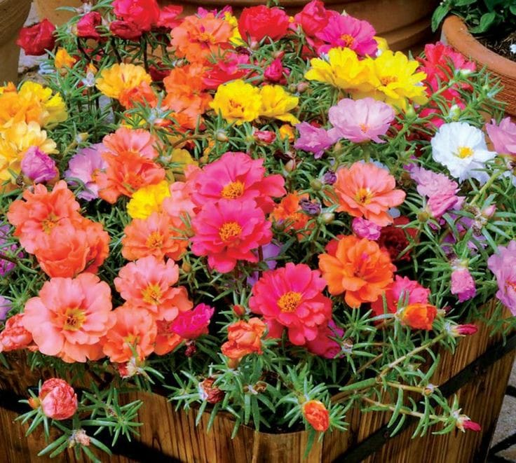 صبح بخیر افغانستان Good morning Afghanistan اسم این گلها گل ناز است. ای گل ناز من، محرم راز من ز رنگ و بوی تو مجنونم ای گل ز خلق و خوی تو مفتونم ای گل. گاهی وقتها بی دلیل، بی بهانه بزنید زیر آواز، زمزمه کنید. مخصوصا در حمام. روحتان شاد میشود وقتی صدای نکره‌ی خود را می‌شنوید. ای گل ناز من، محرم راز من، سَرَگَمَپَ I love you. ❤