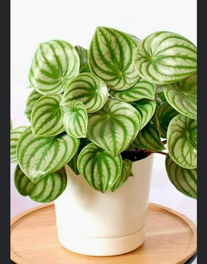 صبح بخیر افغانستان Good morning Afghanistan اسم این گیاه پپرومیا است. Pepromia sp. در سایه خوب رشد میکند. میخوایم چند تا دوست جدید در بخش گلبازی پیدا کنم. چند تا رفیق پایه که اهل راه سعادت بشر نباشند. دوستتان دارم. ❤