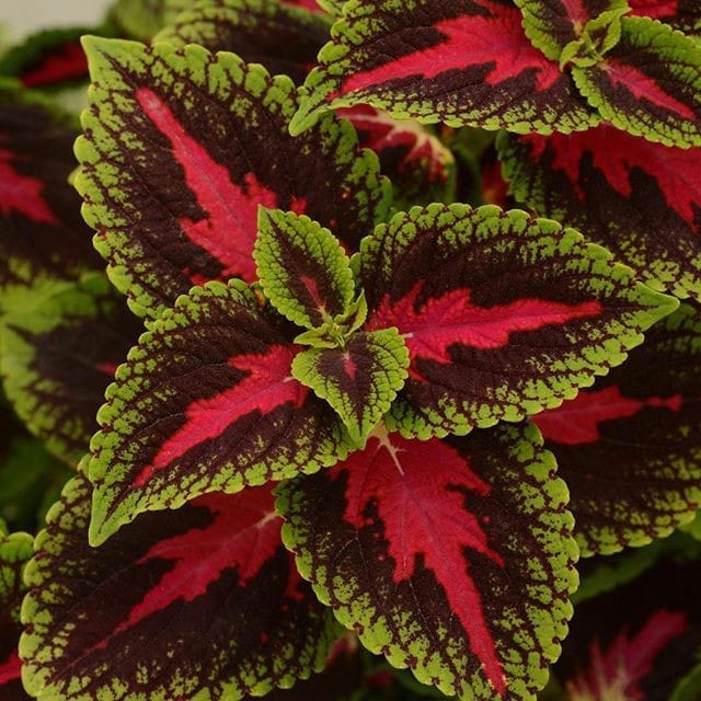 صبح بخیر افغانستان Good morning Afghanistan اسم این گل، گلبرگ است، حُسن یوسف هم میگن. Coleus ✅ من از آن حُسن روزافزون که یوسف داشت دانستم که عشق از پرده‌ی عصمت برون آرد زلیخا را. رابطه، ارتباط، ربط، مربوط، رابط، مربوطات، ارتباطات، ارتباطی اِسفَنَج، یَسفَنِج، اِسفِناج نوشتن هم شیمه کار دارد. شیمه که نبود، چرندیات و خزعبلات تراوش میکند. چی بخورم که خوب بنویسم؟ دوستتان دارم. ❤