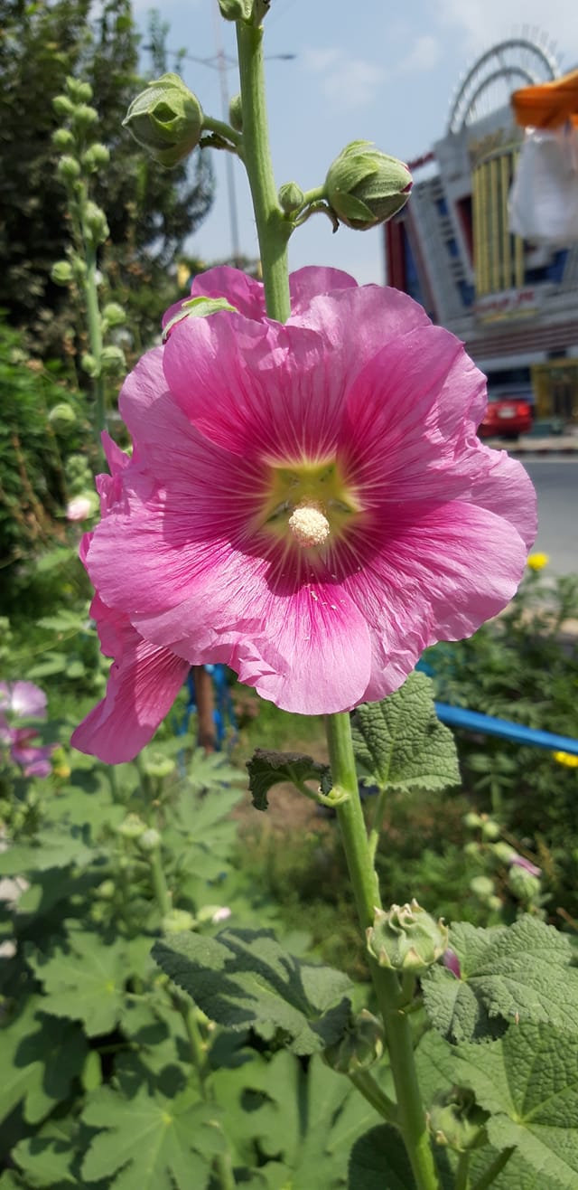 صبح بخیر افغانستان Good morning Afghanistan اسم این گل خَتمی است. دوستتان دارم ❤.