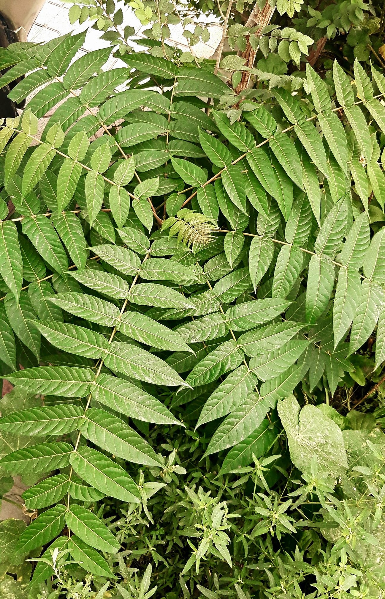 صبح بخیر افغانستان Good morning Afghanistan این نهال، بید روسی است، در ایران درخت عر‌عر می‌گفتند. Tree of heaven نوک برگهایش را بکنید و بو کنید، بوی پفک میدهد. 🌿 تا به حال از این زاویه به آرایش برگهای این درخت نگاه نکرده بودم. از بالای سر، از فرق سر. این نهال کوچک با آرایش و چیدمان عجیب برگهایش روزم را ساخت. زیبا است، بی‌نهایت هوشمندانه و دلچسب. ✅ دیروز فیلم جوکر را دیدم، آن صحنه‌ای که با پدر خود روبرو میشود و میگوید: حداقل با ما مهربان می‌بودی، در کودکی چرا من و مادرم را آزار دادی؟ و یاد یک شعری از زنده یاد عفیف باختری افتادم: به جای راندنم از باغتان، به لبهایم دو بوسه سیب، دو مصرع انار بگذارید. - دوستتان دارم. ❤