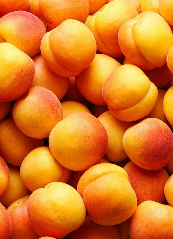 صبح بخیر افغانستان Good morning Afghanistan زردآلو، قیسی، یگان زردآلو آنچنان شیرین و خوشبو و معطر است که وقتی می‌خوری، حتی پس کله آدم را خارش میگیرد، از شیرینی زیات.... خسته زردآلو هم خوشمزه است. خرد که بودم، زردآلو را تنها بخاطر خسته‌اش دوست داشتم. دوستتان دارم، با طعم زردآلوی قطره طلا... ❤