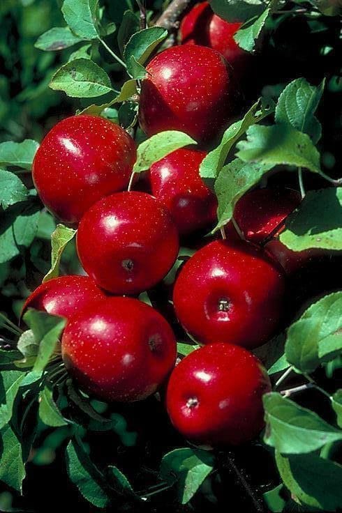 صبح بخیر افغانستان Good morning Afghanistan سیب سرخ Apple, Red delicious سیب از سیب رنگ میگیره، آدم از آدم، یار از یار. زمین از آفتاب، آفتاب از عُشّاق. گرمی آفتاب خوشایند شده، کم کم آهسته آهسته پاورچین پاورچین یواش یواش میده میده خرامان خرامان خزان جلوه میکند. امیدوارم در این پاییز، بهتر و بیشتر از تمام عمرتان عاشق شوید. عمیق تر نفس بکشید و خوش تیپ تر و خوشبوتر بمانید. شمشیر عشقتان همیشه بُرَنده و براق باشد، نه برای روز مبادا، برای همین حالا همین لحظه، با چشمهای سرمه شده و ابروهای مرتب، چشم در چشم یارتان نگاه کنید ، با یک دست شمشیر عشق را زیر گلویش بانید و با دست دیگر شانه اش را محکم بگیرید با حالت غضب و خشم و تهدید بگویید: از مه میشی ان‌شالا، از مه میشی ان‌شالا، پاییز، فصل خوشایندی است. برای هم گرم بمانیم. تابستان گذشت. دوستتان دارم.❤