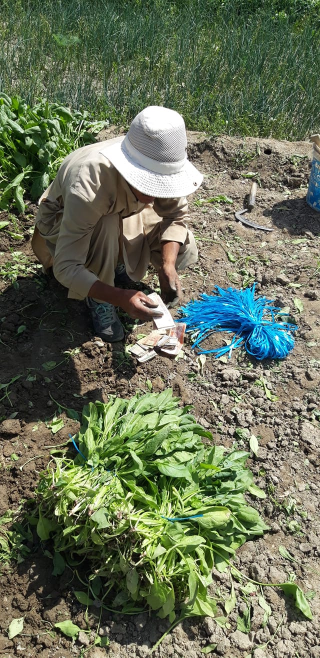 صبح بخیر افغانستان Good morning Afghanistan سبزیکاری، ترکاری، کبود کاری، پانزده سال از عمرم را در سبزیکاری زندانی بودم، شبیه فارست گامپ می‌دویدم، و به اندازه‌ی تمام عمرم فکر می‌کردم، من حتی پیشتر از امروز در افکارم پدر شده بودم، مثل امروز را بارها دیده بودم، خستگی زیاد گاهی افکارم را نیمه کاره میماند، باور می‌کنید یا نه، همه‌ی ما به یک معمار خواب نیاز داریم، اگر ما خوب بخوابیم و بلد باشیم چطور رویا ببافیم، اگر ما خوابهای خوب ببینیم، در بیداری هم زندگی ما تغییر میکند، ✅ برای اینکه راحت بفهمند یک نفر در سبزیکاری کار کرده یا نه میگفتند برو گندنه درو کن، اگر میتوانست در بین اشک و خیلیم و بوی و چنگ، گندنه را درست و مرتب درو کند و دست خود را زخمی نکند، می فهمیدند که یارو اینکاره است. خوبه آدم چهار تا دوست و رفیق واقعا پروفشنال داشته باشه. دوستتان دارم، عزیزان ❤. خوابهایتان رنگی و زندگیتان رویایی.