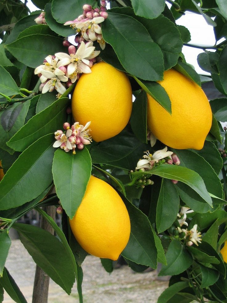 صبح بخیر افغانستان Good morning Afghanistan لیمو و همیشه بهار بودن‌اش، عطر و شادابی را به ما هدیه می‌دهد. این مدل لیمو را در مشت بگیرید، بمالید، مشت کنید، بو کنید، به آرامش برسید. دوستتان دارم، شنبه با قوت. ❤