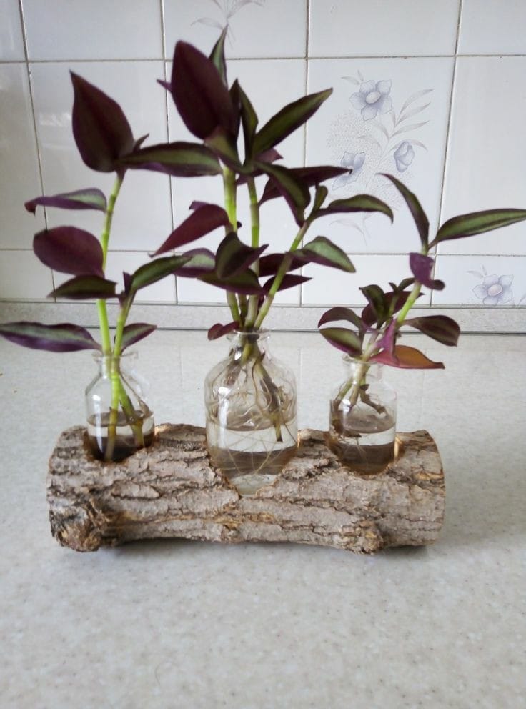 صبح بخیر افغانستان Good morning Afghanistan اسم اینها "برگ بیدی " است. Virginia spiderwort ✅ نفس های عمیق ، دم و بازدم، تنفس شکمی، رها کردن گذشته هر چه بوده، خوب یا بد، برنامه ریزی برای امروز و فردا و یک هفته پیش رو. توکل و تلاش. دوستتان دارم عزیزان. ❤