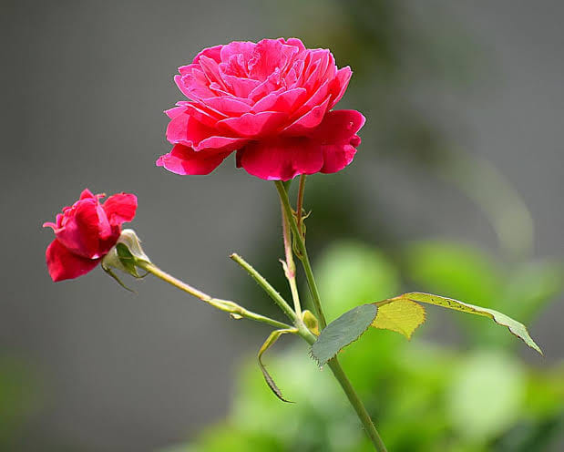 Today is a nice day, صبح شنبه همه دوستان عالی، یک آغاز هفته خوب برای دوستان این طرفی و یک پایان هفته خوب برای دوستان آن طرفی. دوستتان دارم. خوش و خوشحال باشید.