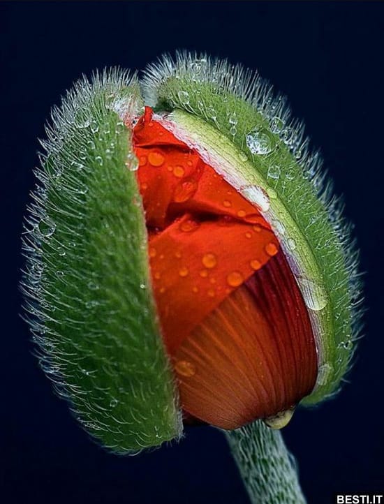 صبح بخیر افغانستان Good morning Afghanistan دینه‌روز، وقت برآمدن از خانه، دو پرنده را دیدم که مستی داشتند بین خود، یک لحظه ایستاد شدم و از تماشای مستی آنها، لذت بردم. جیک جیک مستانه‌ی گنجشگها. در مجموع، از دیدن حالتهای مستی، لذت میبرم. به شرطی که ساعت و تایم نداشته باشد، با ساعت بیولوژیک بدن خود ما تنظیم شده باشد. لعنت به کسی که ساعت را و زمان را، تقویم و تاریخ را اختراع کرد. On time بودن بدترین حالت است که بشریت خود را در آن زندانی کرده، هجری شمسی، قمری، میلادی، چینی، ماه روز سال ساعت هفته. یک عالمی هست به نام جَبَروت، با آن کاری ندارم. بالاخره بعد از مردن، خودش به سراغم می‌آید. اما یکی دیگه‌اش است به نام عالم هَپَروت، عاشق این هپروت هستم، رها، آزاد، سبک، جاری، خوش و خندان، معطر و شیرین، بدون ازل و ابد، بی هیچ زوال و کمال، زیباترین لبخندهای خود را در عالم هپروت داشته‌ام. بدون آینه، تصویر خود را می‌بینم... بین خودمان باشد، در عالم هپروت، برای تک تک شما هم دعا کرده‌ام، اگر گاهی، ناخودآگاه، زیر دلتان، خوش خوش شده و لبخند زورکی به لبانتان آمده، حتما از آثار دعای یکی از خوبان در عالم هپروت بوده. شک نکنید. این روزها، ظرف وجود خود را خالی کرده‌ام، خالی خالی خالی ... در بهار، اسپ ها هم مست میشوند، زمانی برای مستی اسپ‌هاست. و دیدن این مستی، فوق‌العاده زیباست. می‌تازیم... می ی ی ی ی تازیم. دوستتان دارم. ❤