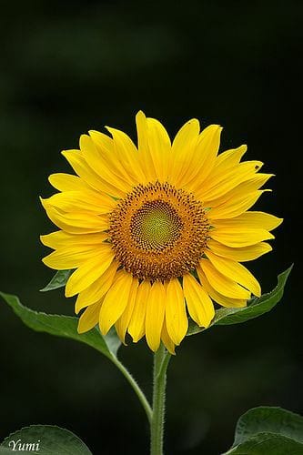 Good morning Afghanistan صبح بخیر افغانستان استفاده از انرژی آفتاب، با سامان‌آلات جدید ارزان شده است. یک قسم inverter اینورتر ها آمده که نیاز نیست باتری battery داشته باشید. روزانه، به طور مستقیم، برق را از صفحه سولر میگیرد و برای مصرف آماده می‌کند. یک بخش مهم هزینه‌ها برای استفاده از انرژی آفتاب، مربوط باتری بود. ♥︎ یک اعلان فکاهی رقم بود در شبکه‌های اجتماعی آنوقت مثل orkut و cloob از طرف اداره کاهش مصرف انرژی برق: هموطنان گرامی، آیا میدانید سکس در تاریکی چه لذتی دارد؟