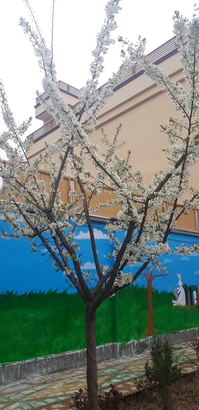 Good morning Afghanistan صبح بخیر افغانستان بهار زودرس در کابل