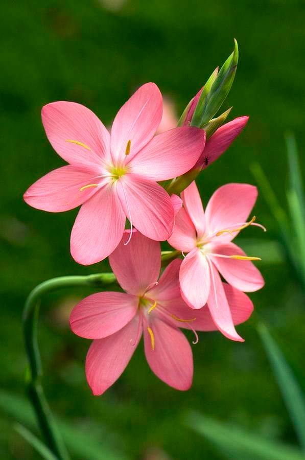 Good morning Afghanistan صبح بخیر افغانستان یکبار در زندگی یک کَپَه نسوار کشیدم، چپه‌ام کد. دیگه نکشیدم. بعضی چیزها نه اینکه کشیده نشود، مه نمیتوانم بِکَشم. واقعا گنجایش آدمیزاد تا چه حد است؟ Tolerance, Adaptation... شبی از سوز دل گفتم قلم را بیا بنوشته کن غمهای دلم را قلم گفتا که من بنوشته کردم ندارم طاقت این کوه غم را سرم سودا، دلم غوغاست امروز نگاهم دور و ناپیداست امروز میان سینه‌ام، شالی بکارید که آب دیده‌ام دریاست امروز زندگی هنوز خوشگلیاشو داره؟ دوستتان دارم.